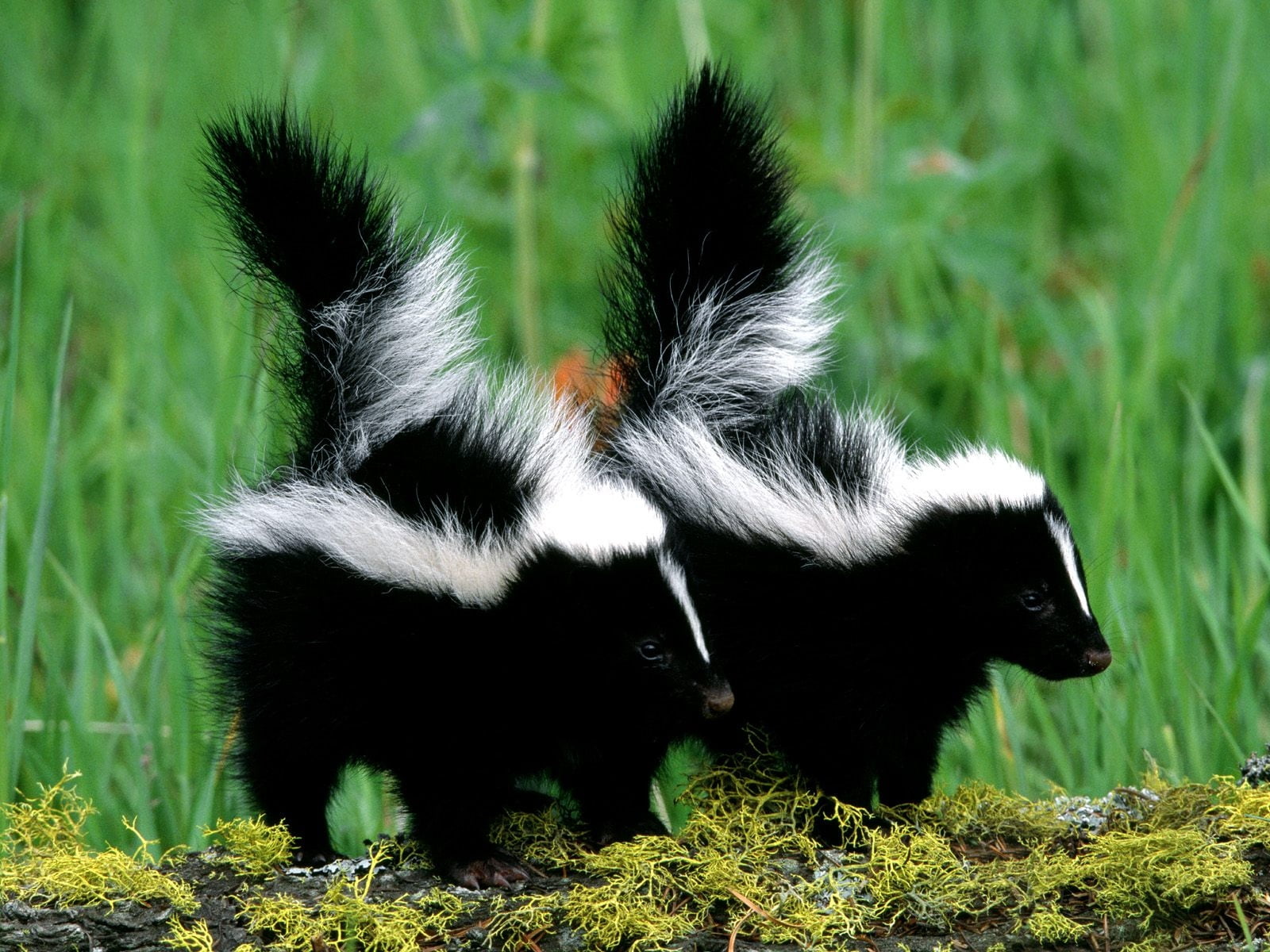 plant, no people, walk, couple, animal hair, animal wildlife, black, black color, 720P, vertebrate, animals in the wild, grass, land, one animal, nature, HD Wallpaper