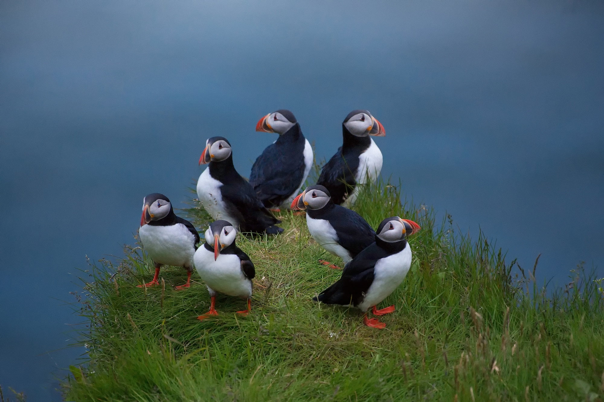 1080P, Deadlocks, family, birds, weed, Atlantic puffin, HD Wallpaper