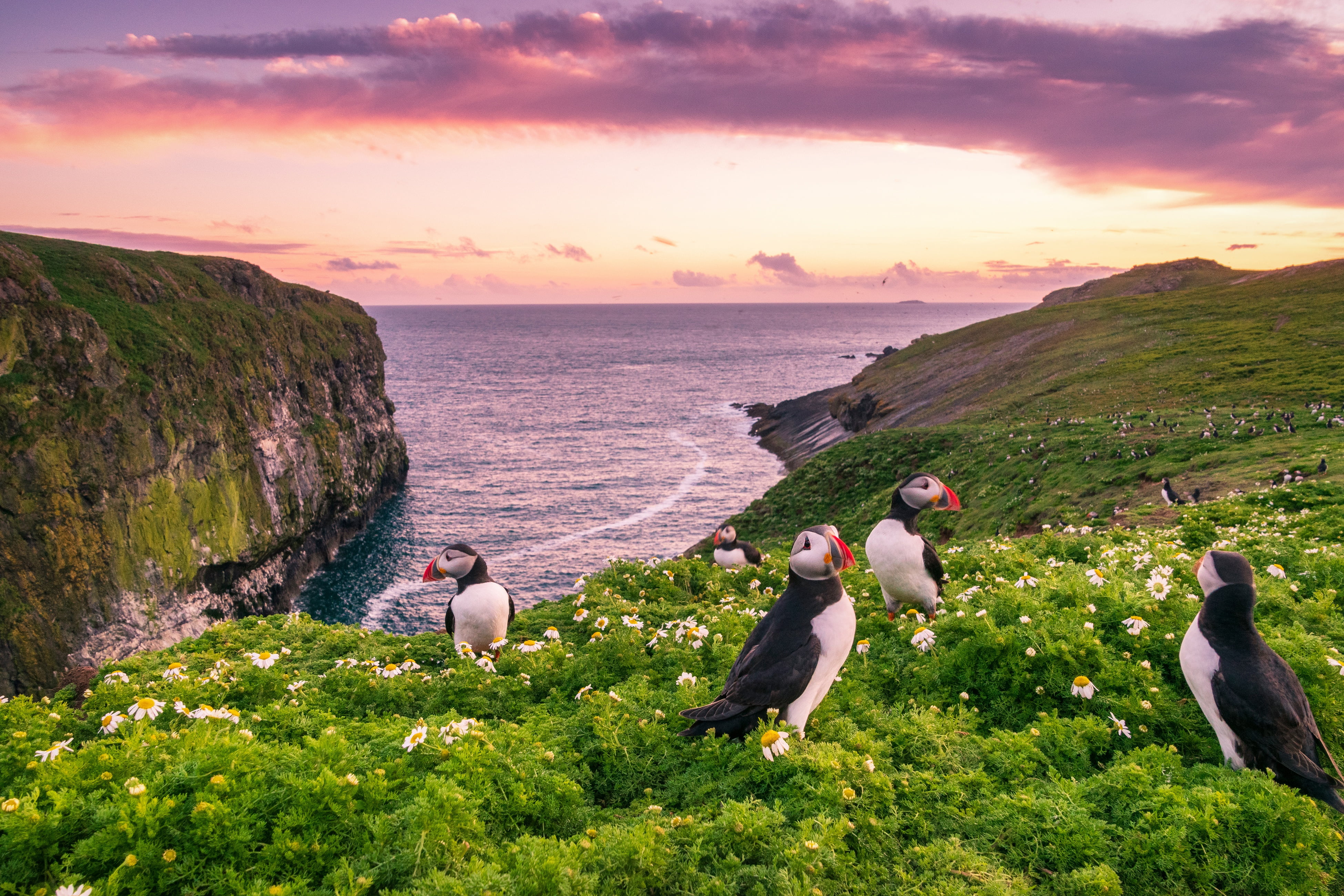 sunset, birds, Isle Skomer, sea, 4K, Skomer Island, England, chamomile, coast, Deadlocks, flowers, Wales, HD Wallpaper