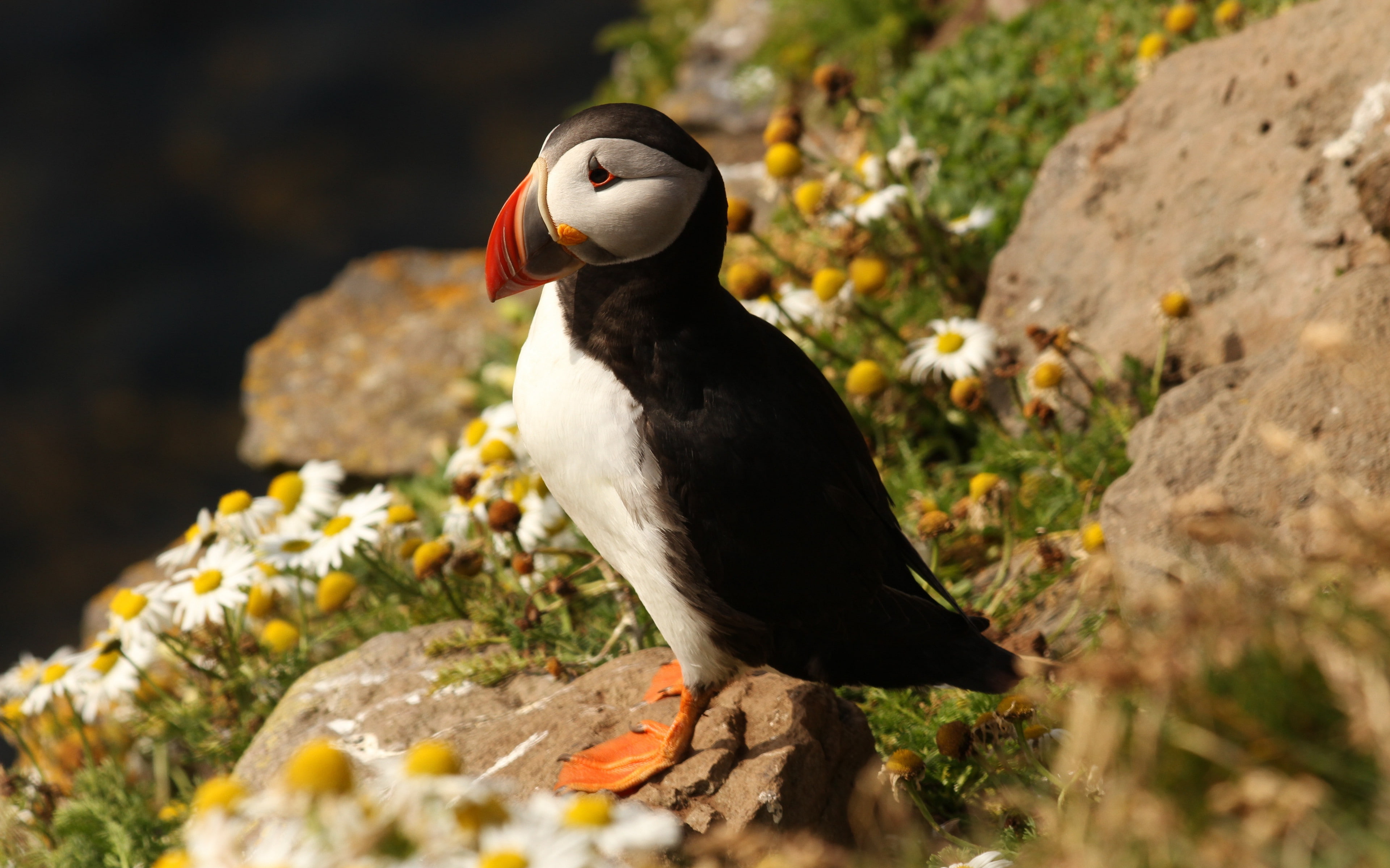 Download 3840x2400 deadlock, deadlock, stones, bird, Daisies, 4K, atlantic backgrounds, HD Wallpaper