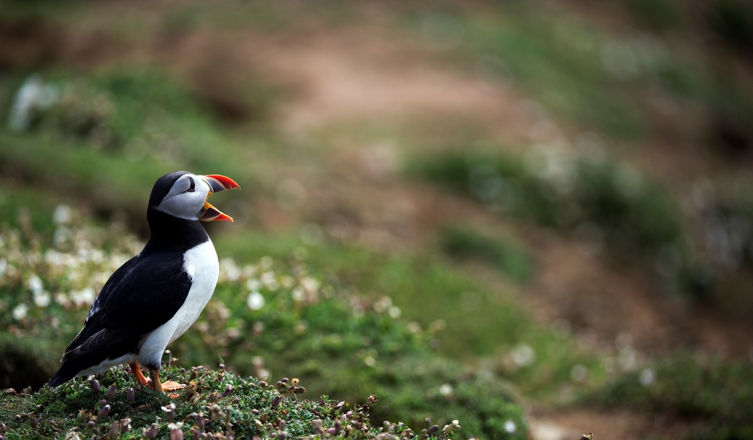 plant, 2K, perching, looking away, Deadlock, bird, vertebrate, black color, Birds, side view, mouth, animal themes, profile view, land, one animal, Grass, HD Wallpaper