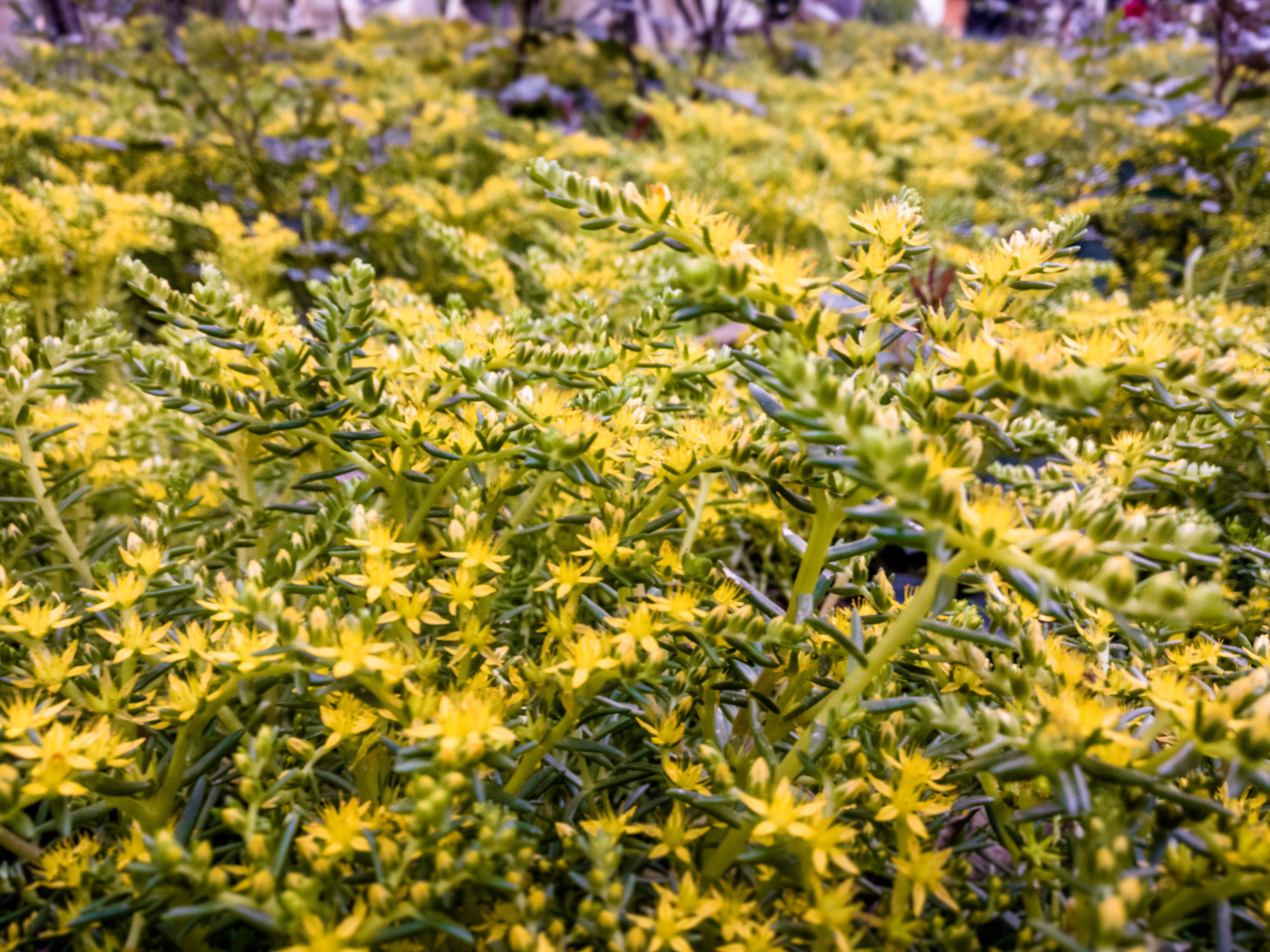 freshness, garden of dreams, nature, plant part, oneplus3t, nepal, discovering nepal, flowering plant, day, oneplus, backgrounds, 4K, shaouraav, flower, HD Wallpaper