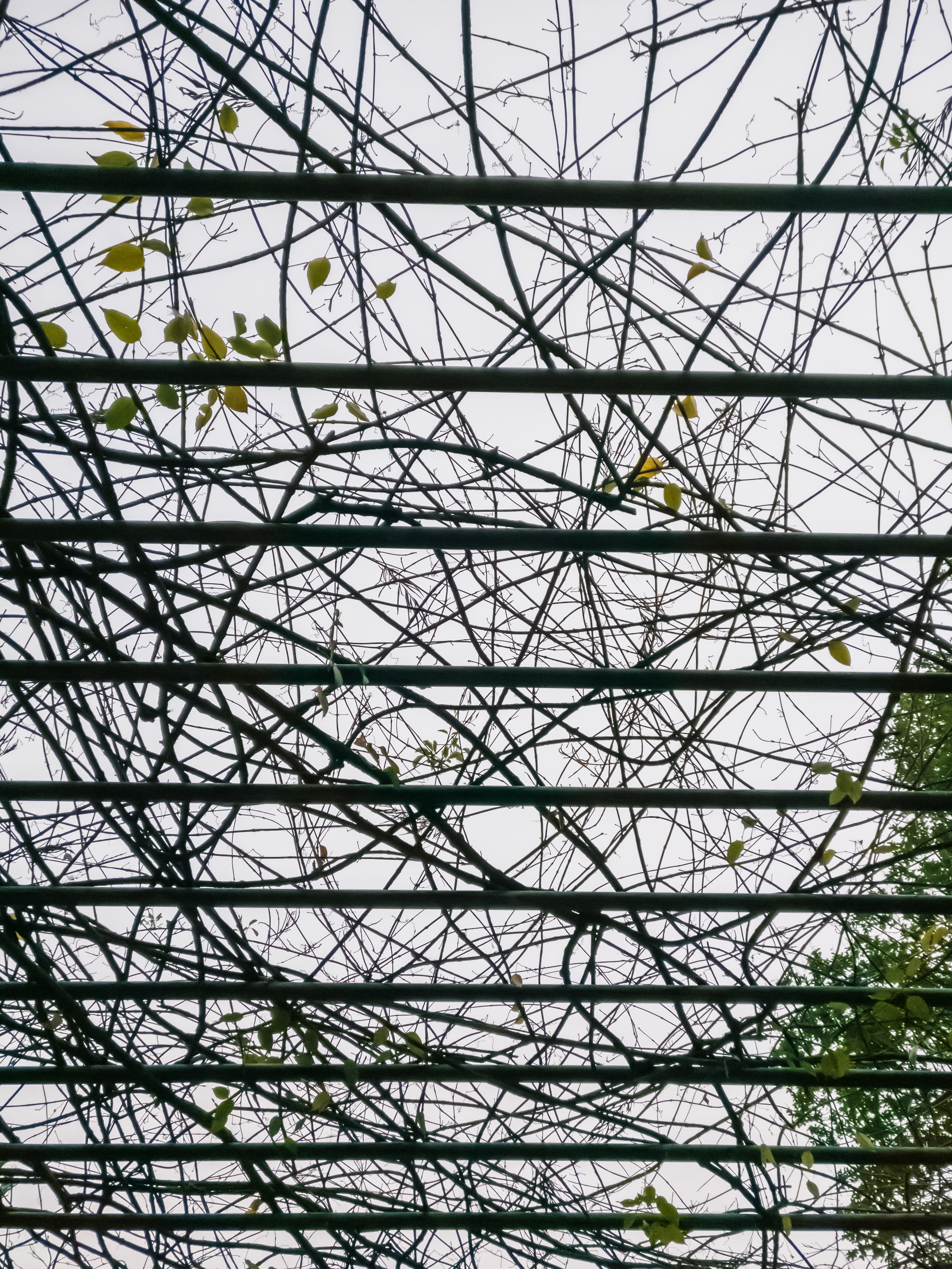 scaffolding, built structure, low angle view, construction site, nepal, leaves, discovering nepal, shaouraav, nature, complexity, construction industry, Phone HD Wallpaper