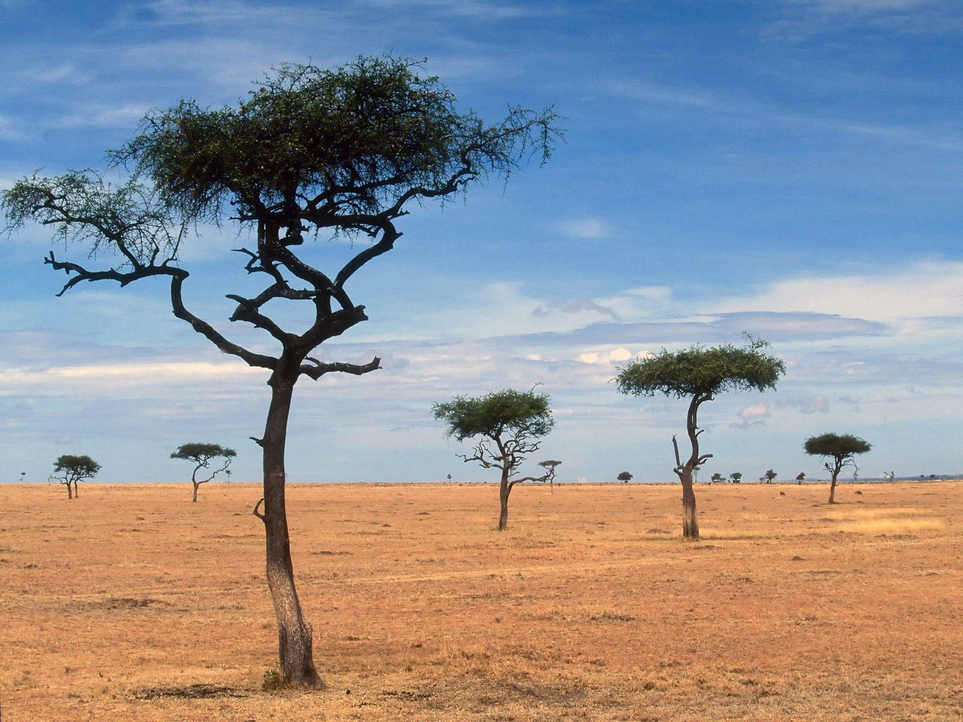 3d and abstract, trees, scattered, landscape, 1080P, leaf, fields, acacia, kenya, africa, green, HD Wallpaper