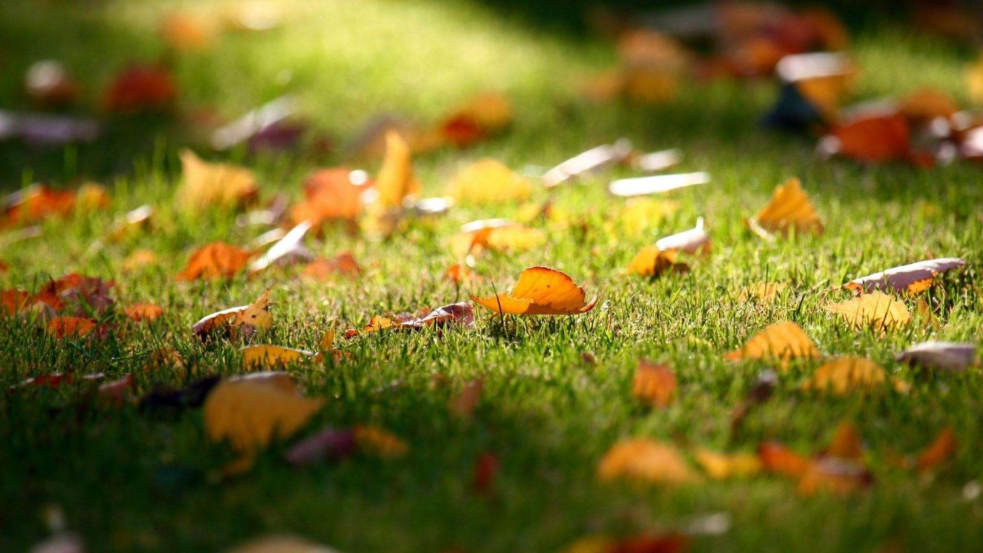 scattered, hd, leafs, grass, 1080P, HD Wallpaper