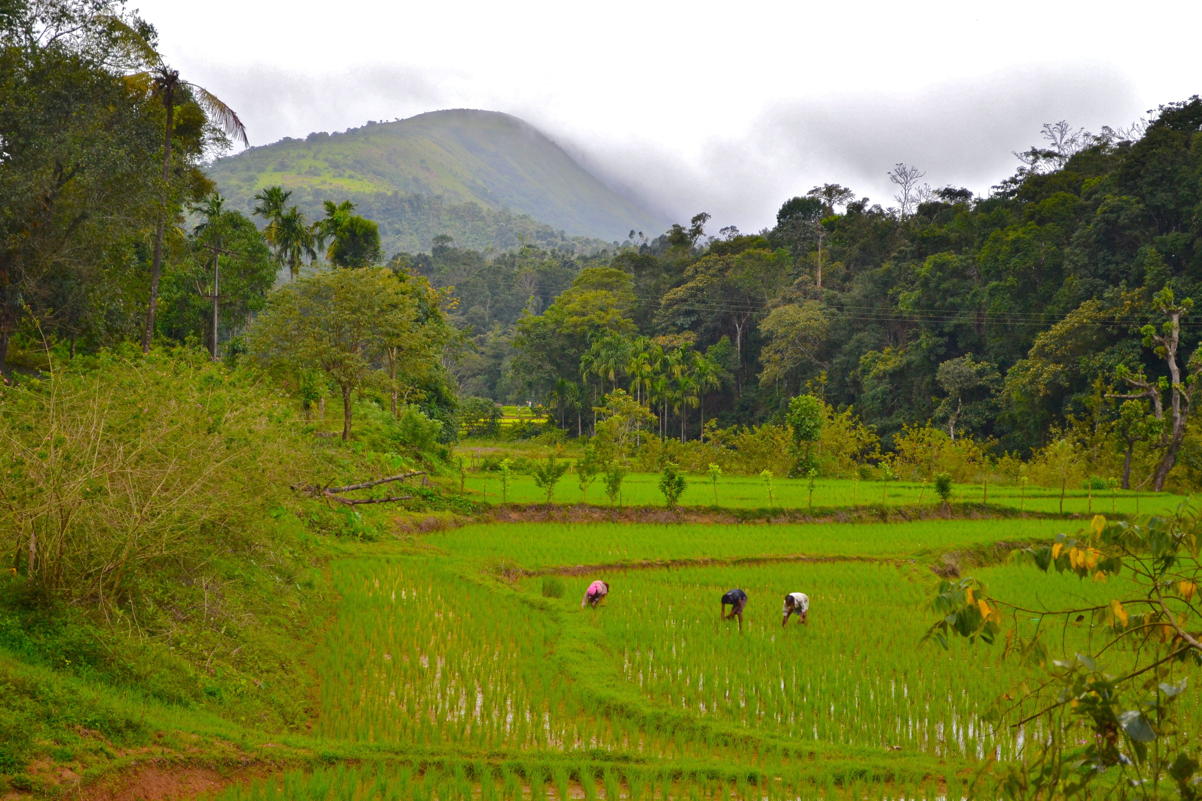 4K, india, landscape, malenadu, green color, greenery, animal themes, western ghats, tranquil scene, scenics - nature, outdoors, pets, no people, growth, HD Wallpaper