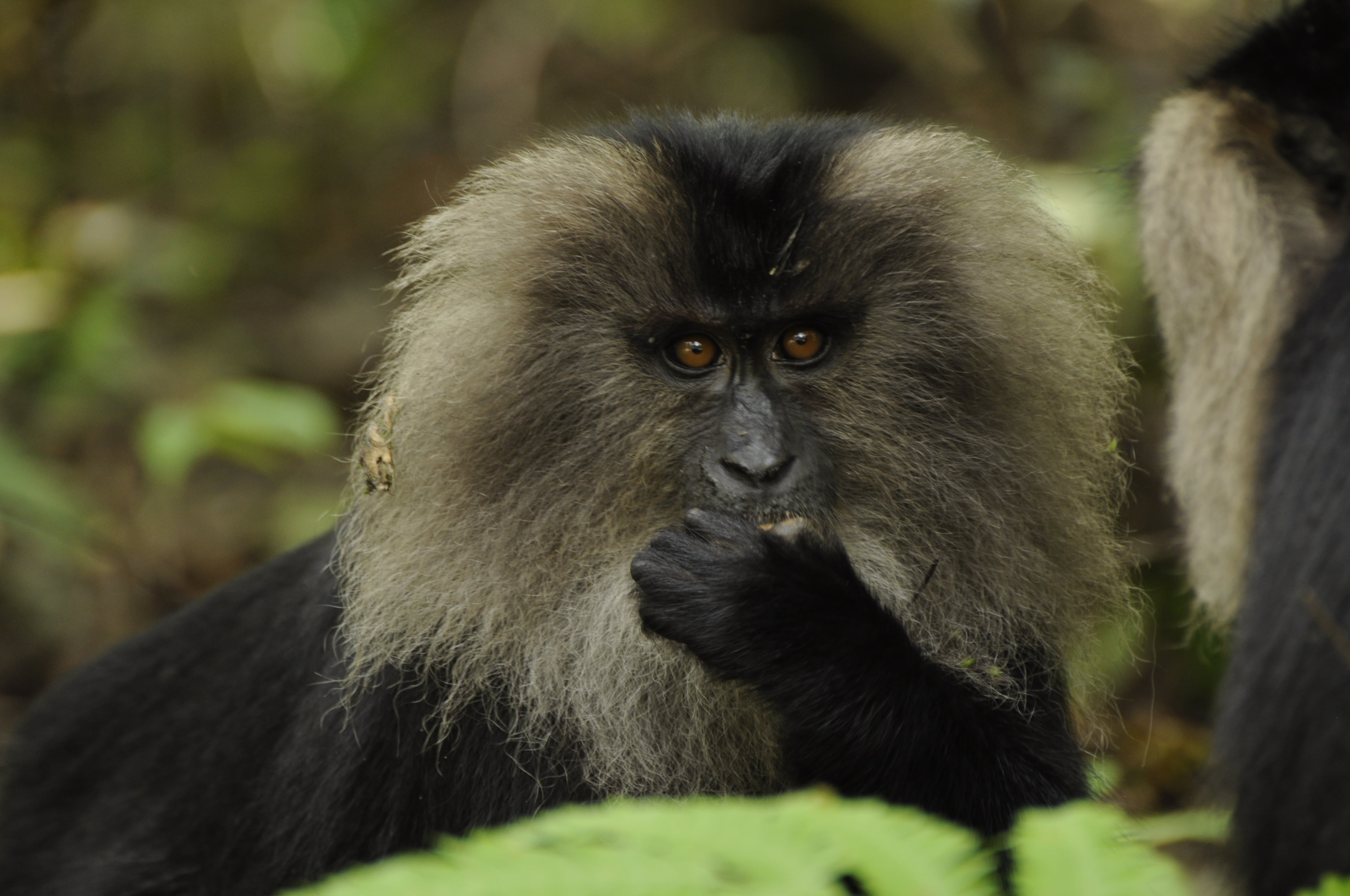 western ghats, animals in the wild, endangered, 4K, animal, ghats, day, outdoors, western, monkey, close-up, mammal, lion, selective focus, asian, focus on foreground, HD Wallpaper