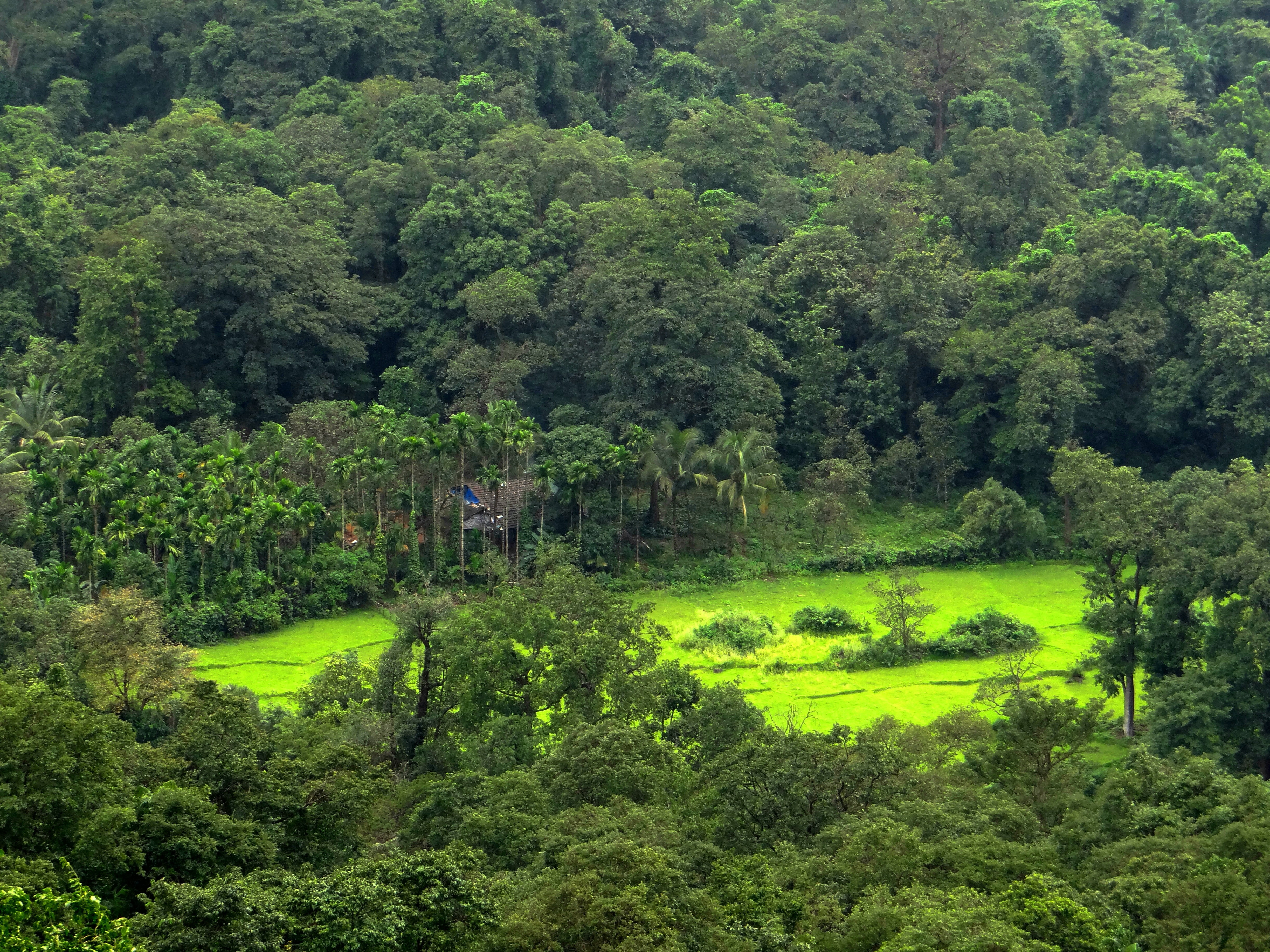 summer, nature, no people, field, goa, rural Scene, foliage, lush foliage, idyllic, beauty in nature, valley, scenic, sahyadri, landscape, tree, outdoors, HD Wallpaper