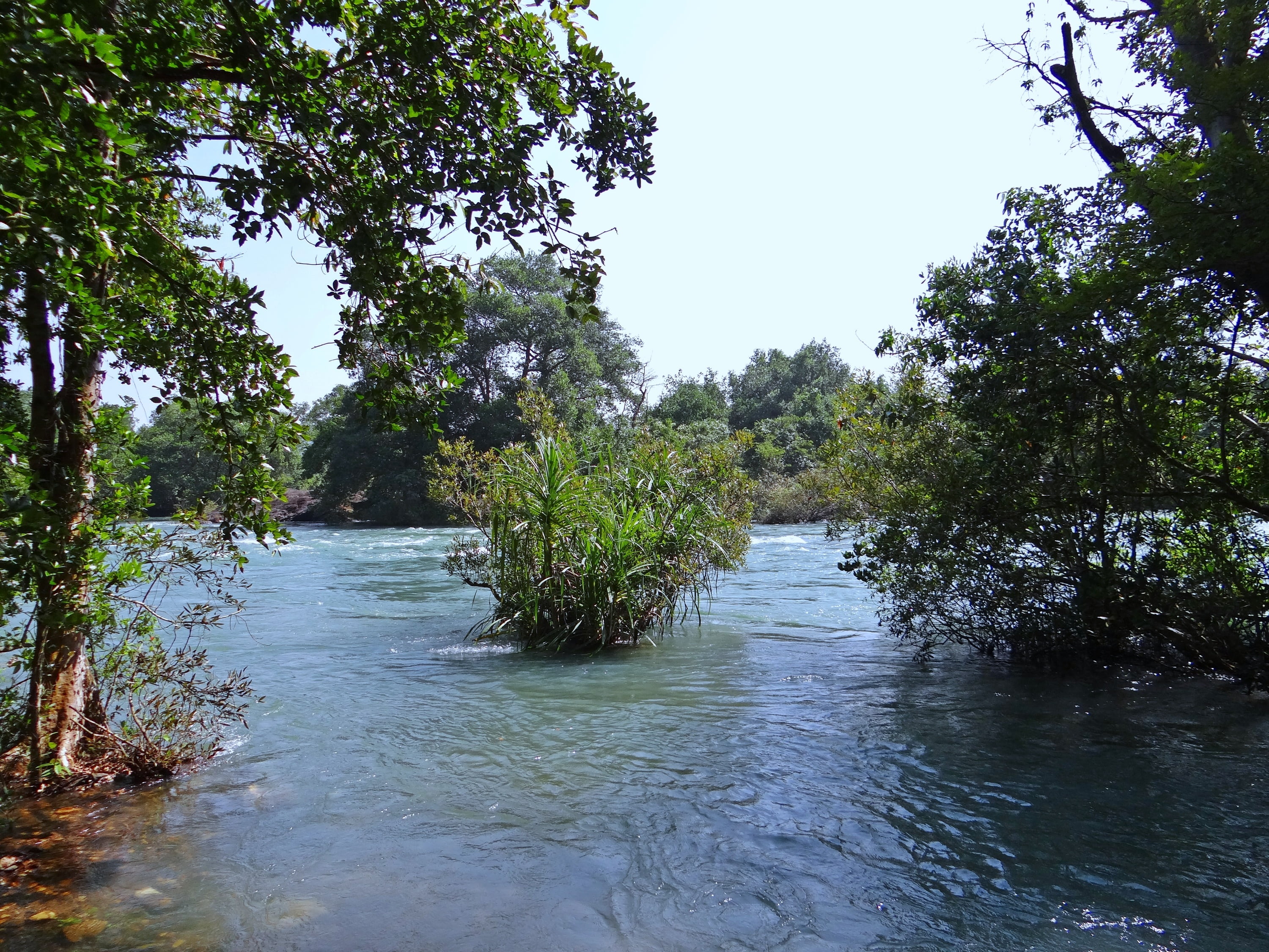 plant, sky, tranquility, tranquil scene, flow, scenics - nature, western ghats, growth, tree, outdoors, day, flowing, green color, no people, waterfront, HD Wallpaper