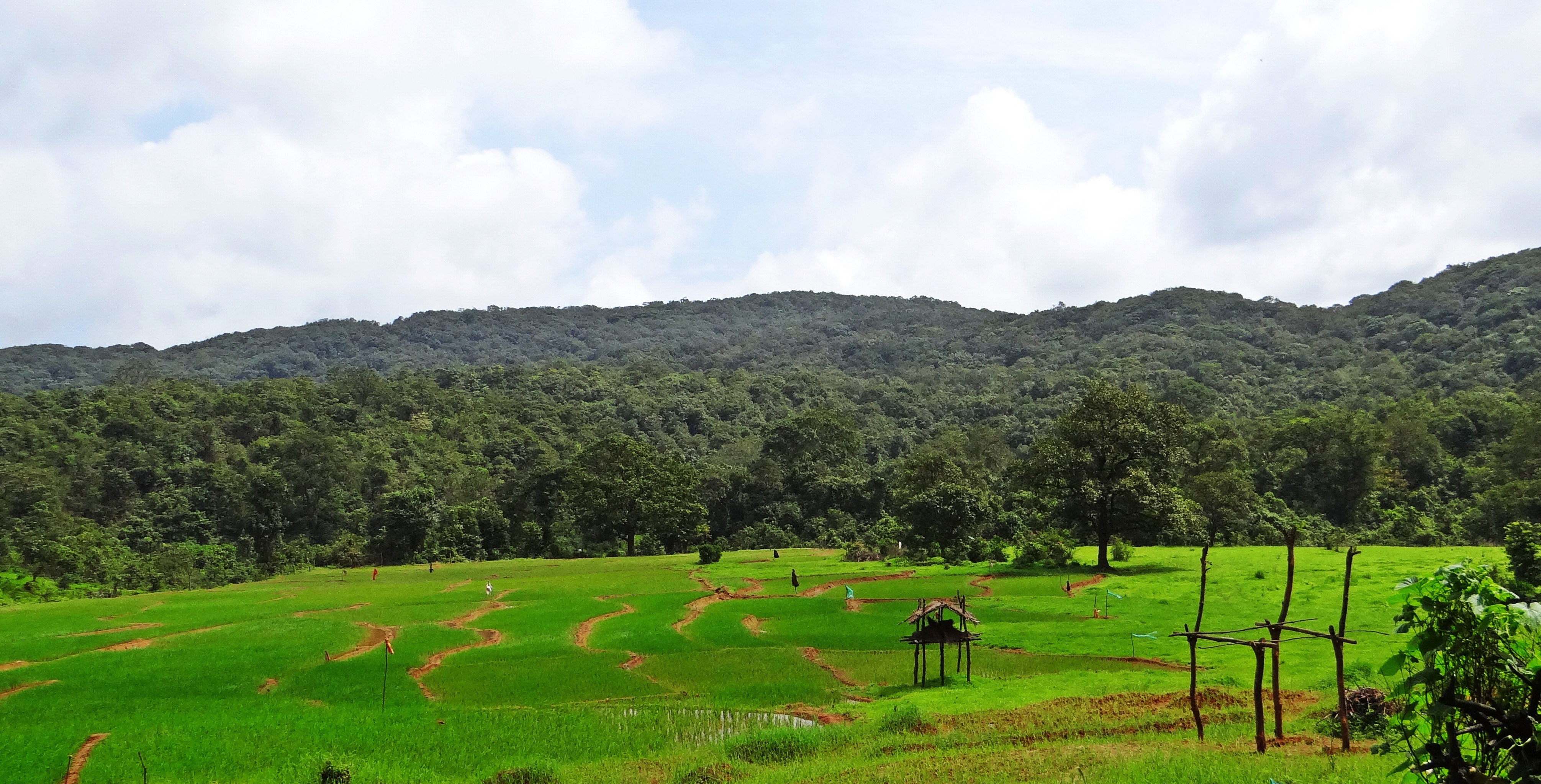 outdoors, environment, growth, mountain, beauty in nature, leisure activity, nature, western ghats, land, india, plant, sky, hills, rural scene, karnataka, HD Wallpaper