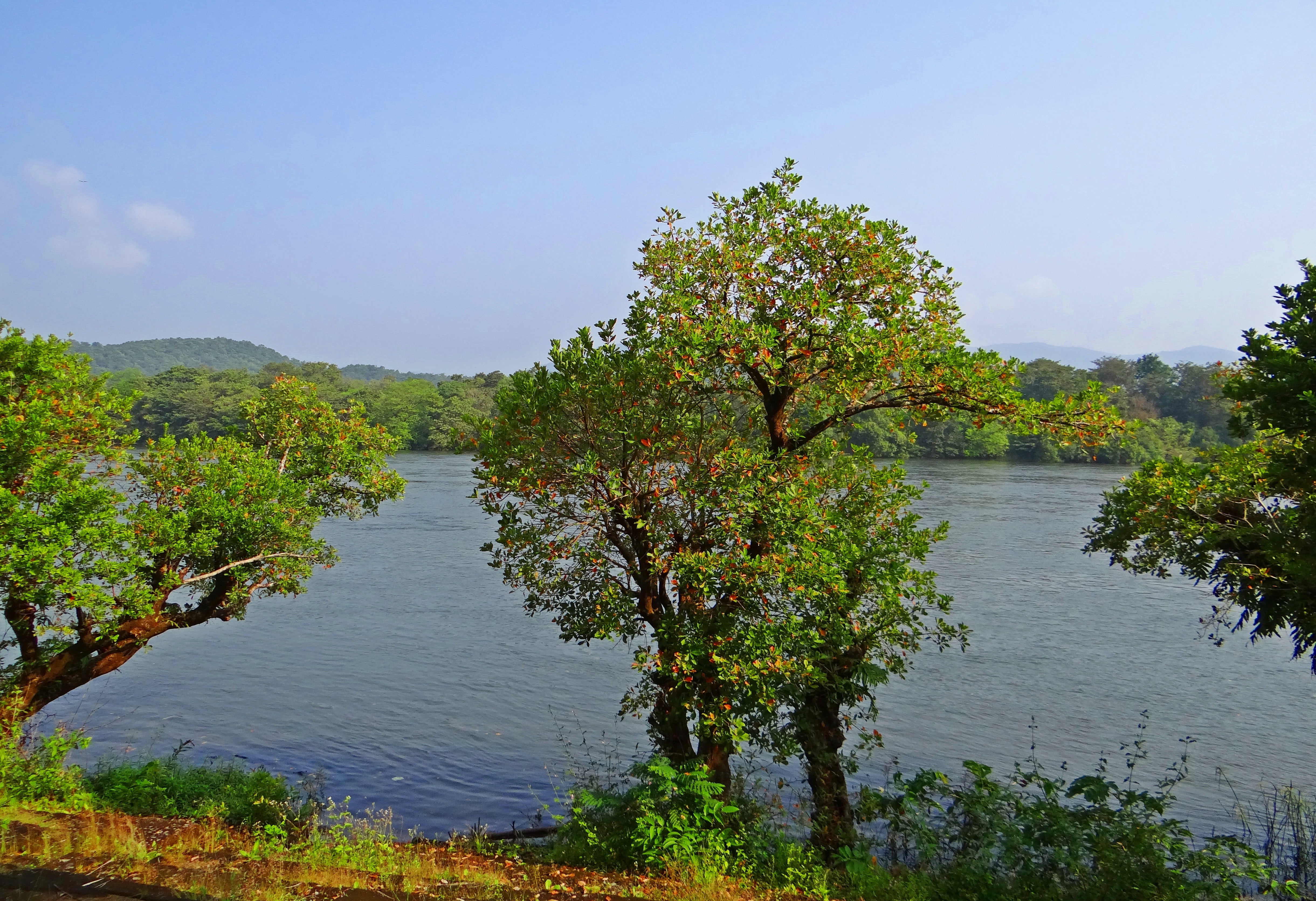 landscape, no people, reflection, outdoors, environment, india, kali, growth, tree, forest, beauty in nature, water, plant, 4K, kaiga, summer, western ghats, HD Wallpaper