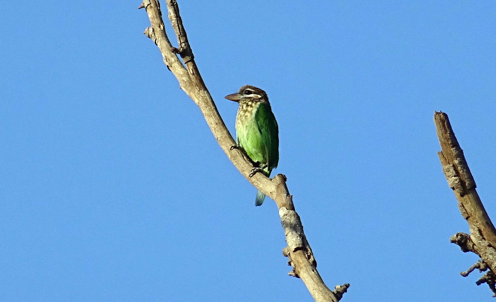 karnataka, barbet, india, wildlife, 1080P, frugivorous, nature, beauty in nature, branch, animal wildlife, copy space, green, clear sky, no people, one animal, HD Wallpaper
