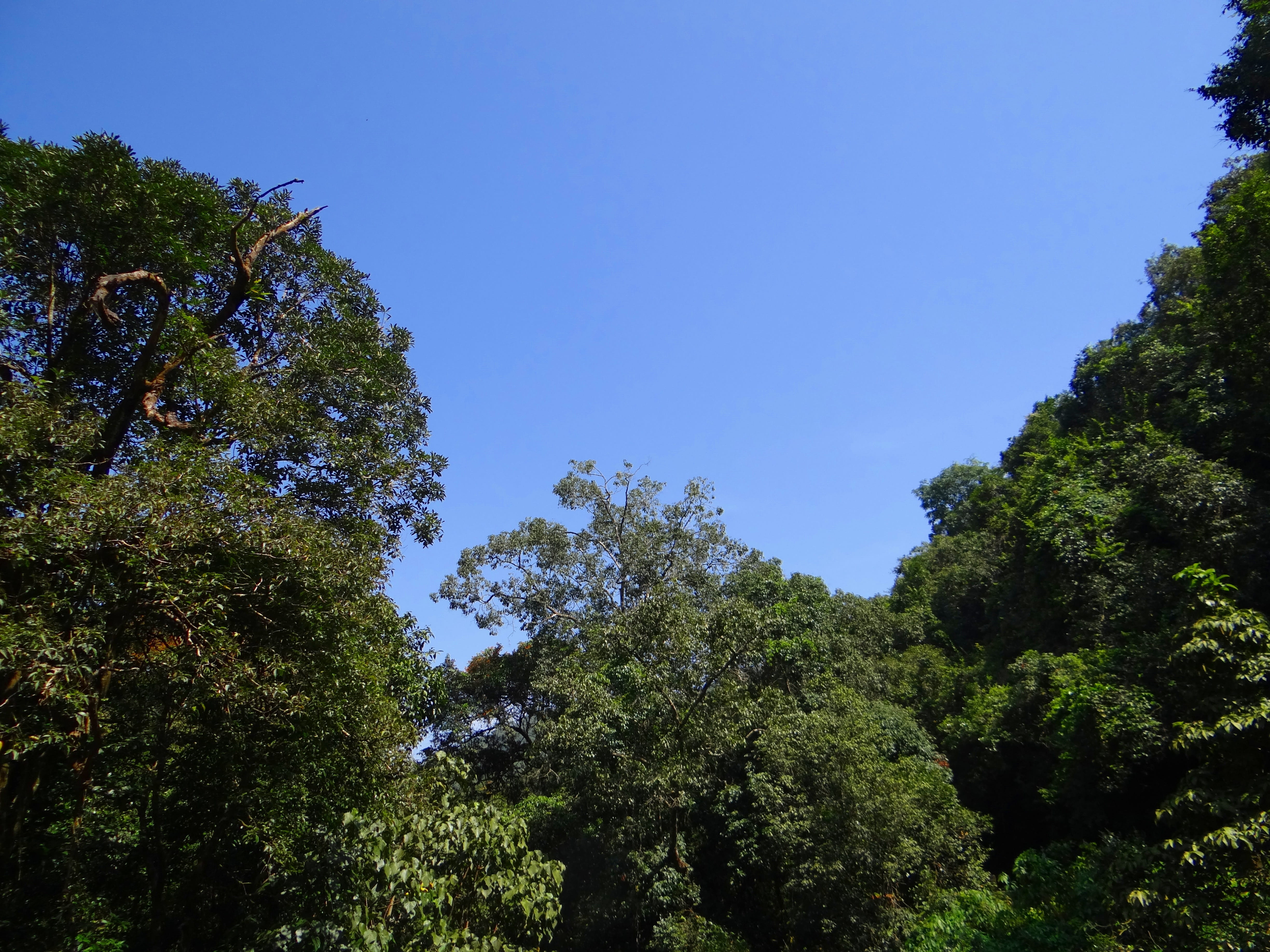day, sunlight, outdoors, blue, Forest, tree, scenics - nature, green color, tranquility, green, clear sky, no people, Foliage, beauty in nature, Nature, HD Wallpaper