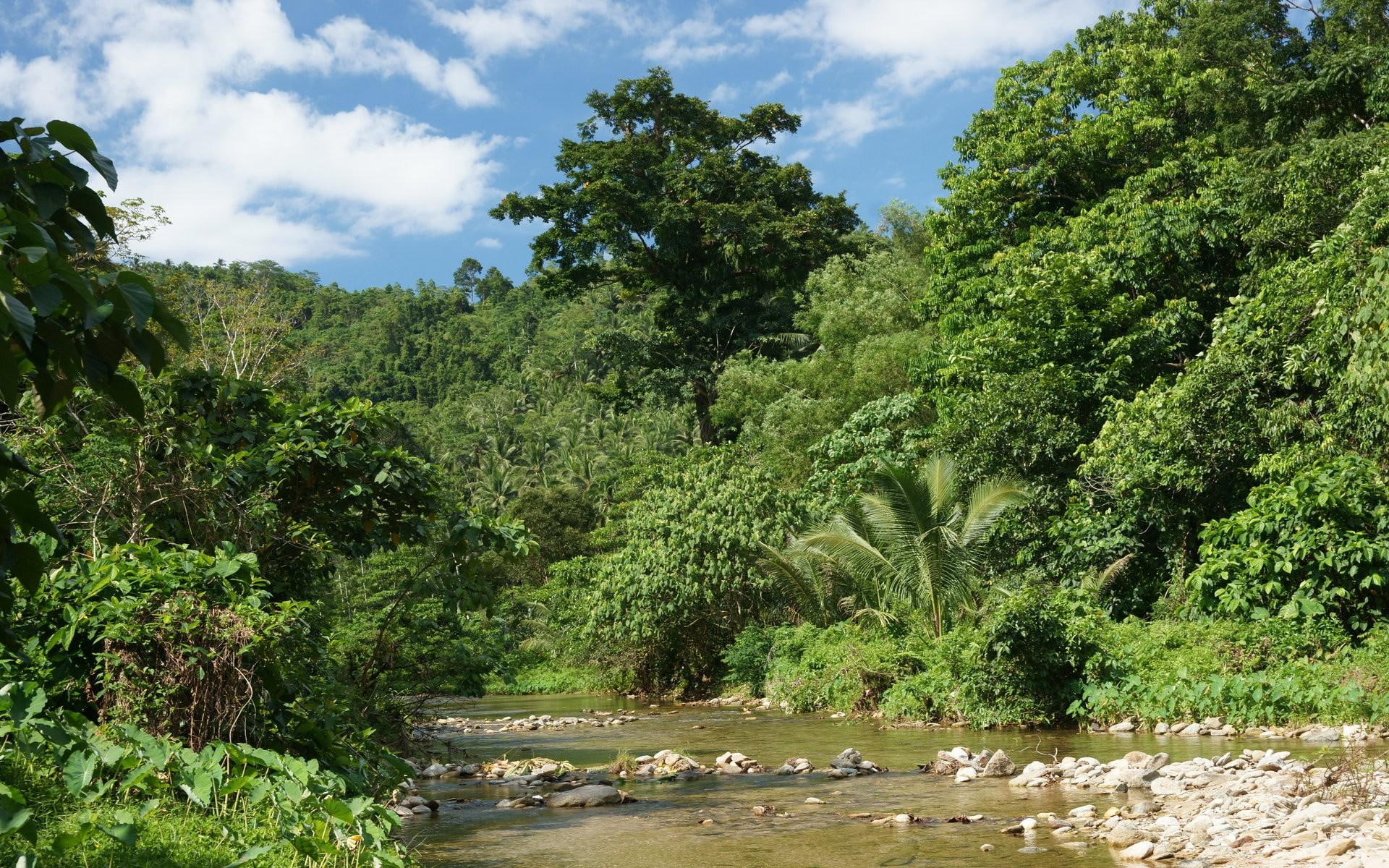 creeks, green, lush, nature and landscapes, nature, river, jungle, forests, bed, rivers, trees, 1080P, HD Wallpaper