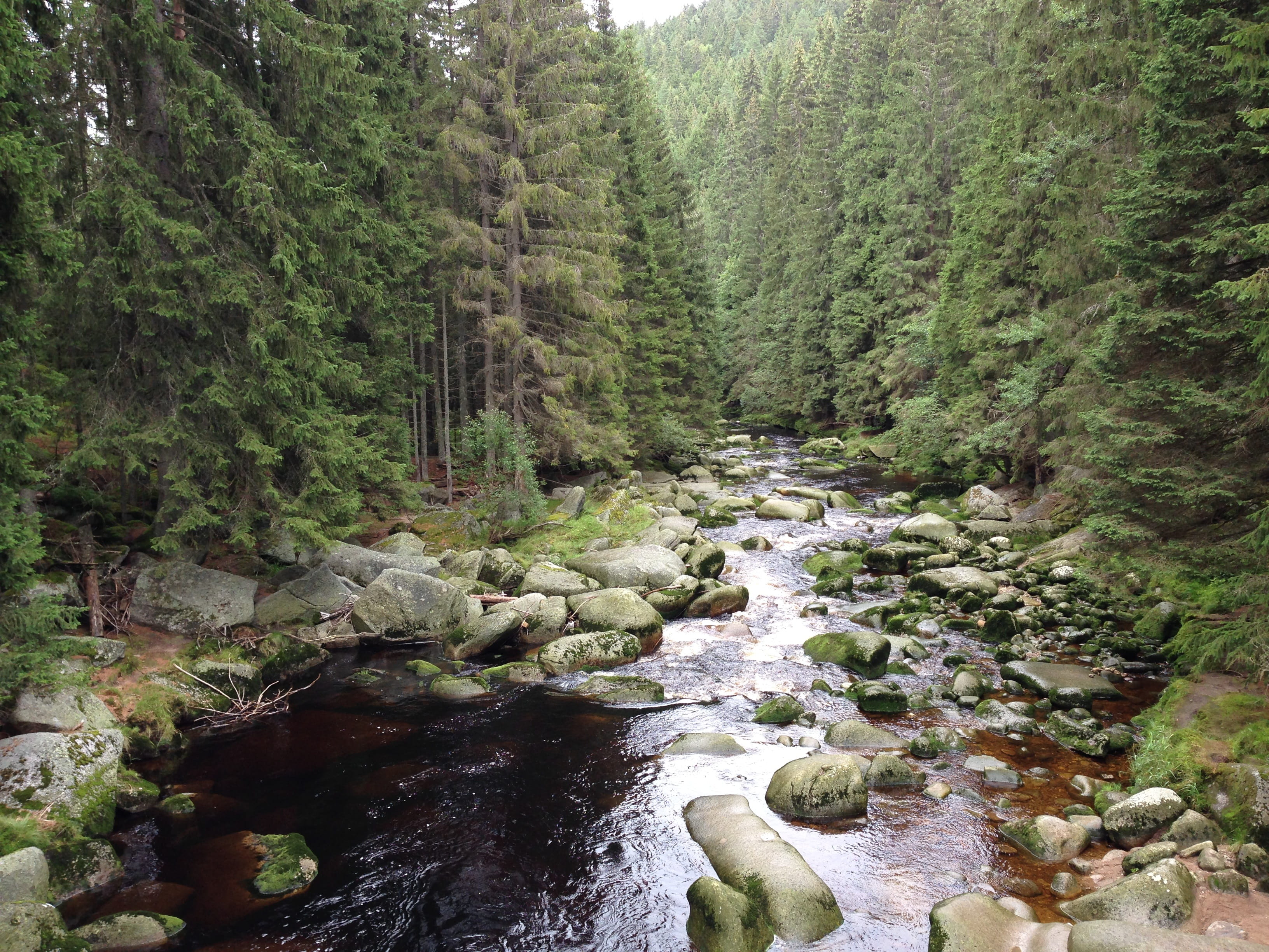 scenics - nature, scenics, clear, stream - flowing water, creek bed, rock, woodland, lush foliage, flowing, green color, czech republic, non-urban scene, HD Wallpaper