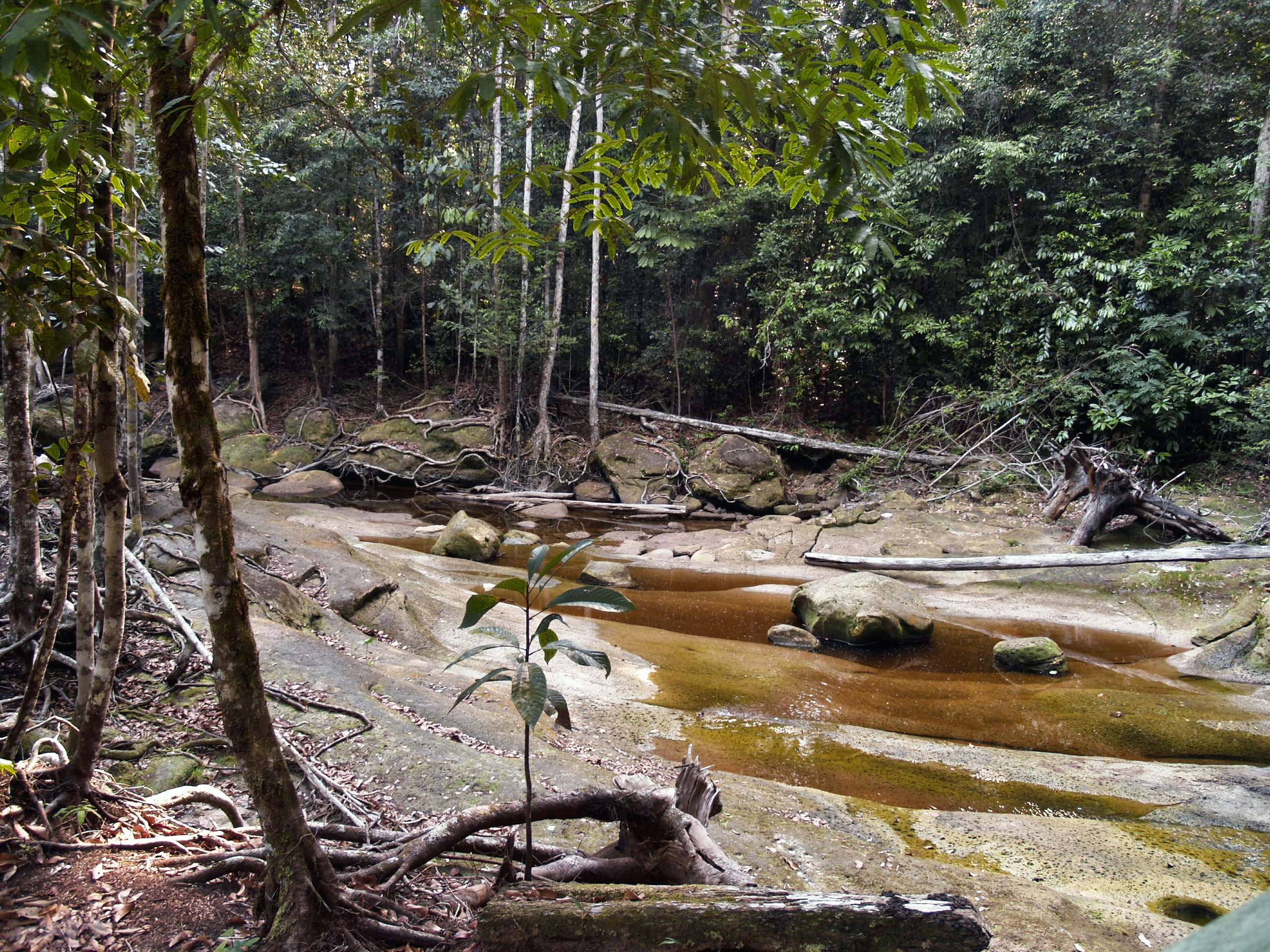 tranquil scene, tranquility, day, jungle, growth, woodland, plant, manaus, water, landscape, scenics - nature, rocky, brazil, beauty in nature, flowing water, HD Wallpaper