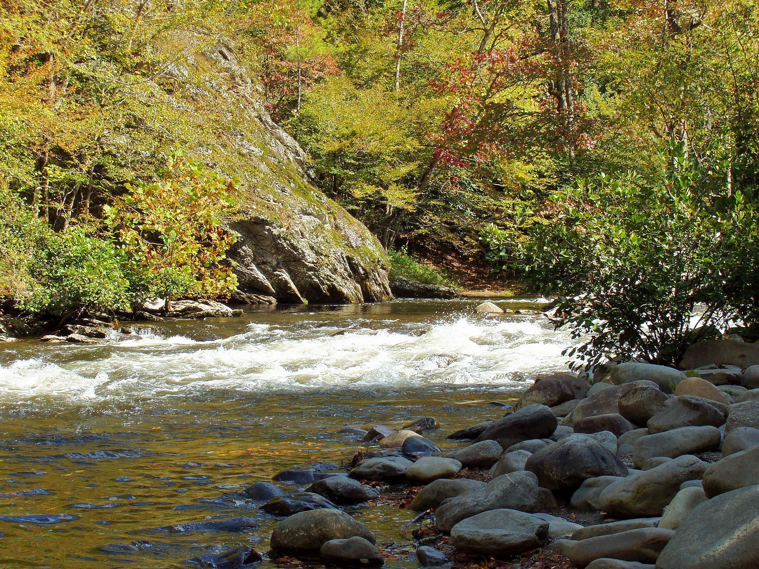 tranquil scene, solid, flowing water, plant, tranquility, tree, water, stream - flowing water, pebble, scenics - nature, river, flowing, 2K, growth, nature, HD Wallpaper