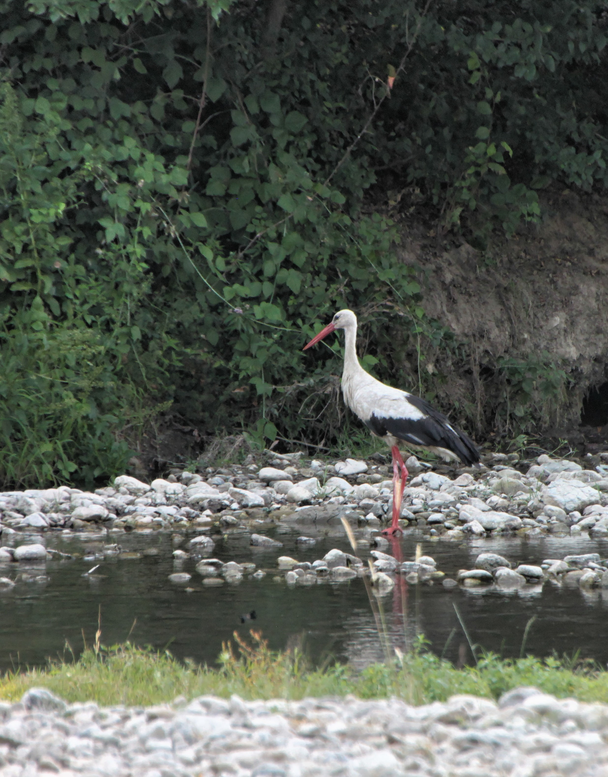 perching, animal themes, wildlife, heron, bird, animal wildlife, rock - object, birds, river, plant, vertebrate, no people, 2K, gray heron, animal, animals In The Wild, Phone HD Wallpaper