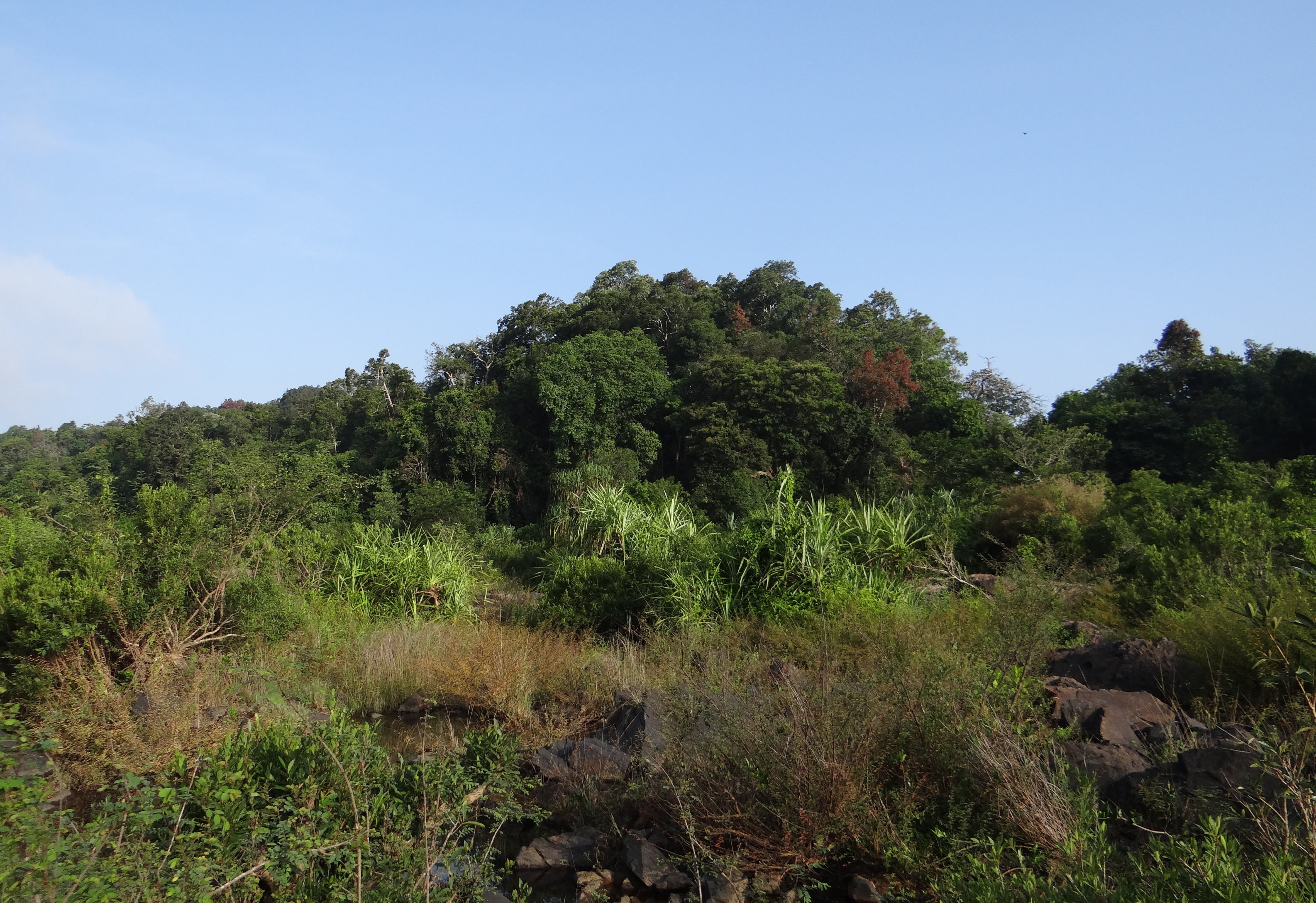 nature, non-urban scene, western ghats, growth, beauty in nature, outdoors, plant, tree, river bed, falls, clear sky, india, land, sky, scenics - nature, HD Wallpaper