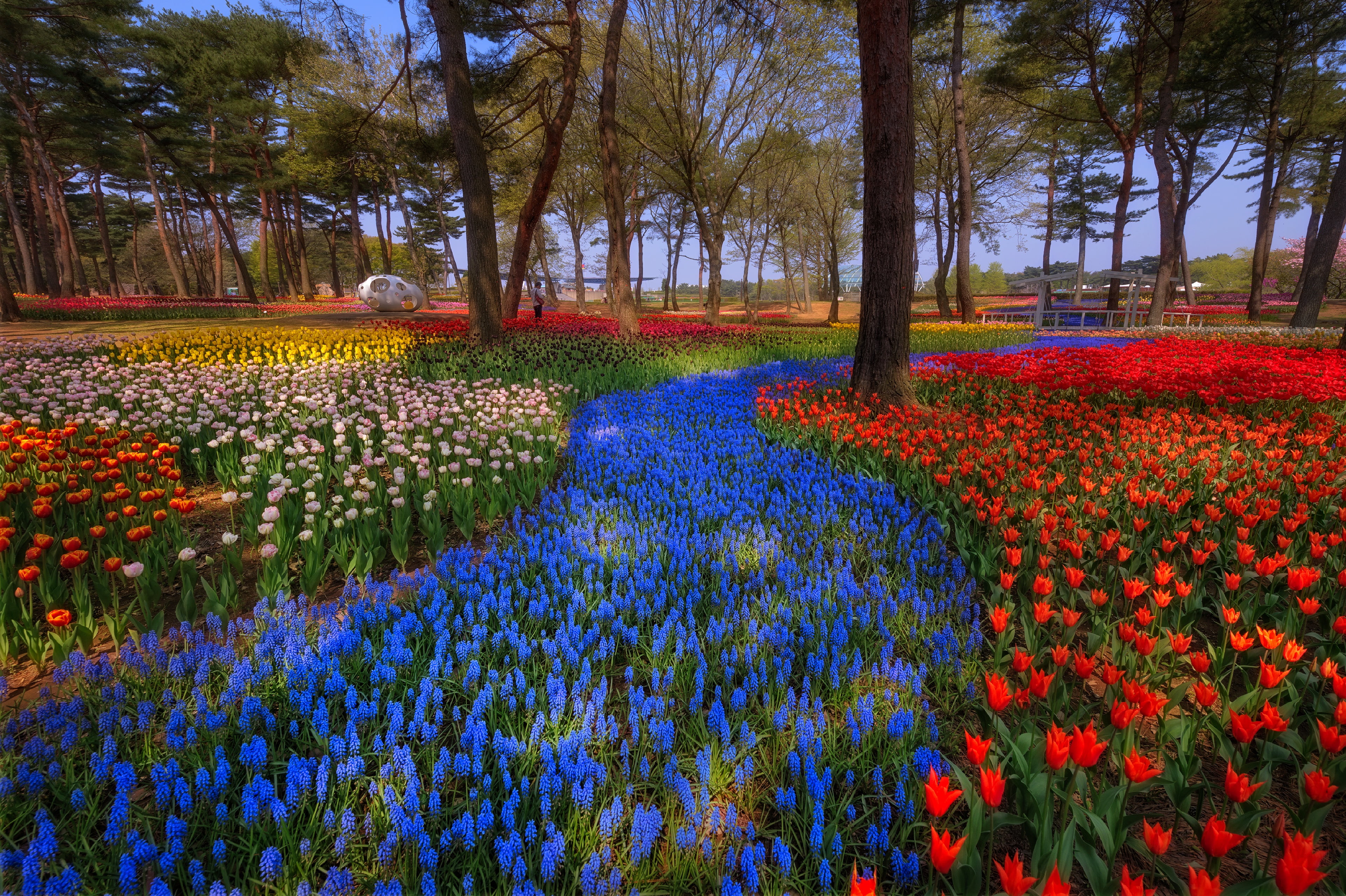 track, spring, hyacinths, red, trees, nature, light, Japan, colorful, bright, beds, 4K, river of flowers, blue, garden, flowers, beauty, tulips, Park, HD Wallpaper
