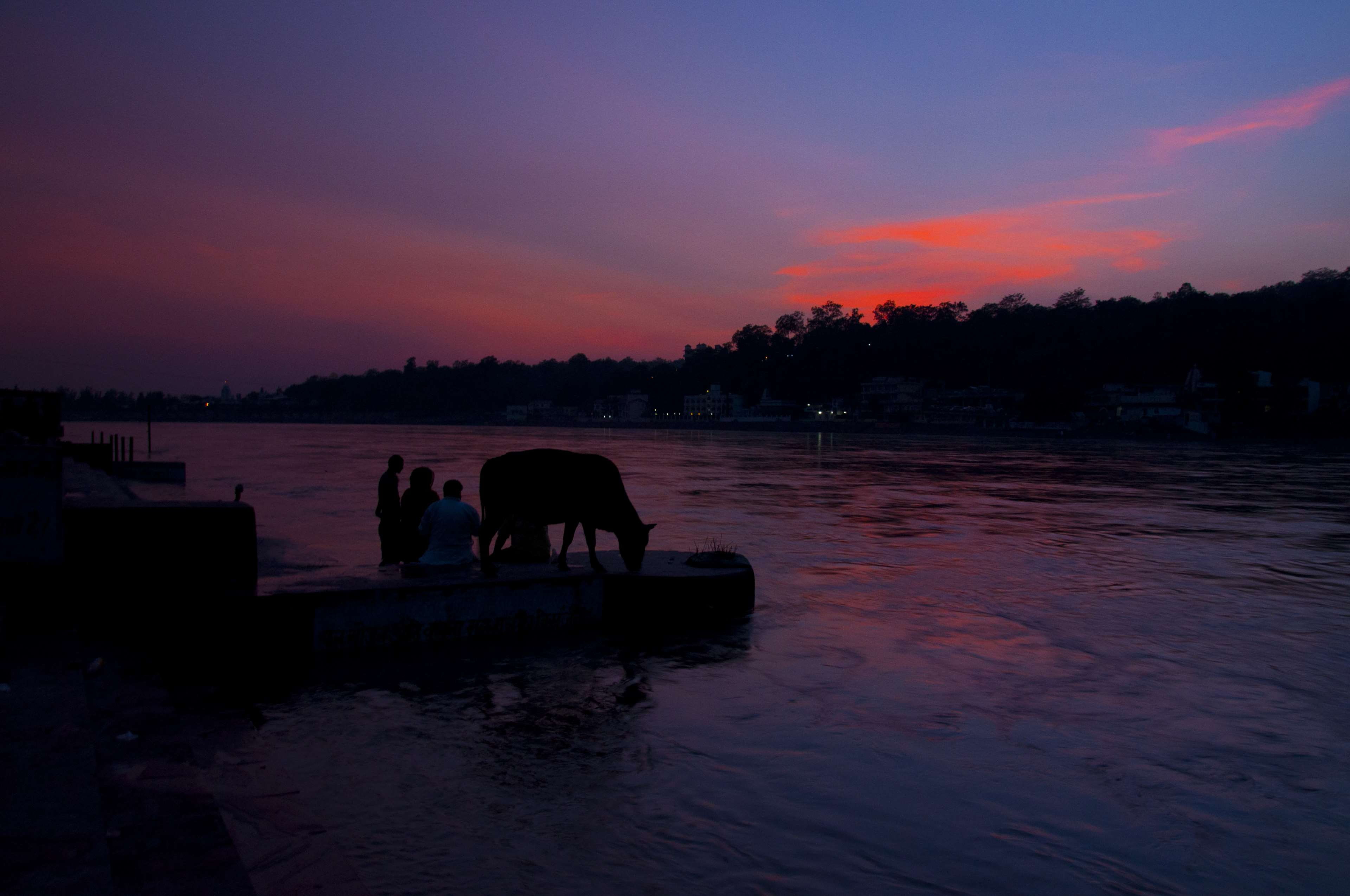 silhouette, outdoors, ganga, pets, scenics - nature, nature, ganges, 4K, vertebrate, group of animals, reflection, animal, domestic, sunset, livestock, HD Wallpaper