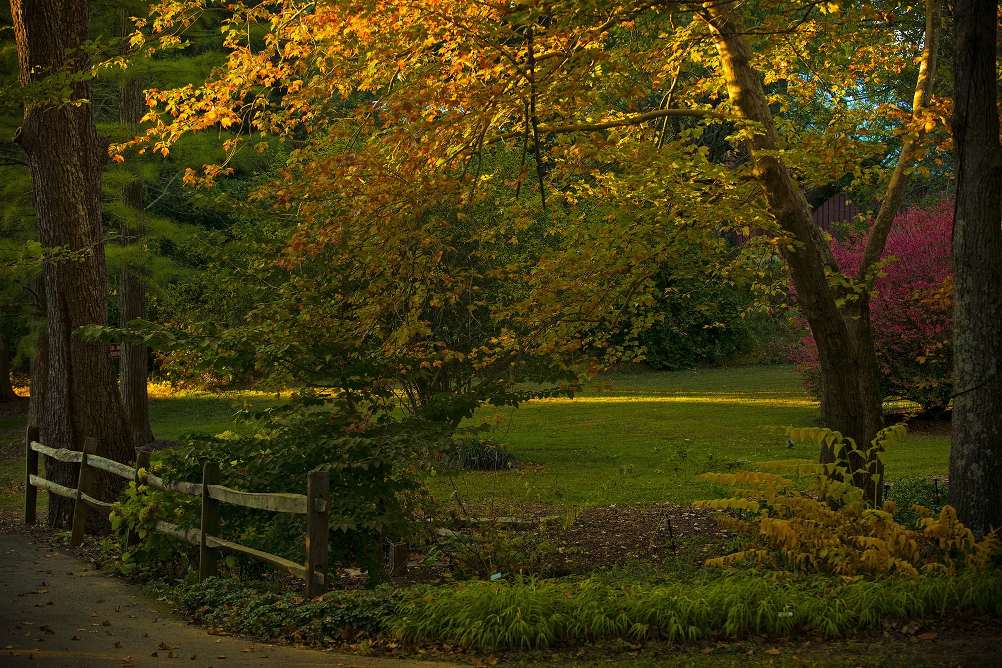 non-urban scene, beauty In Nature, environment, lush Foliage, virginia, landscape, leaves, Golden Hour, 1080P, outdoor, footpath, growth, day, leaf, tranquility, HD Wallpaper