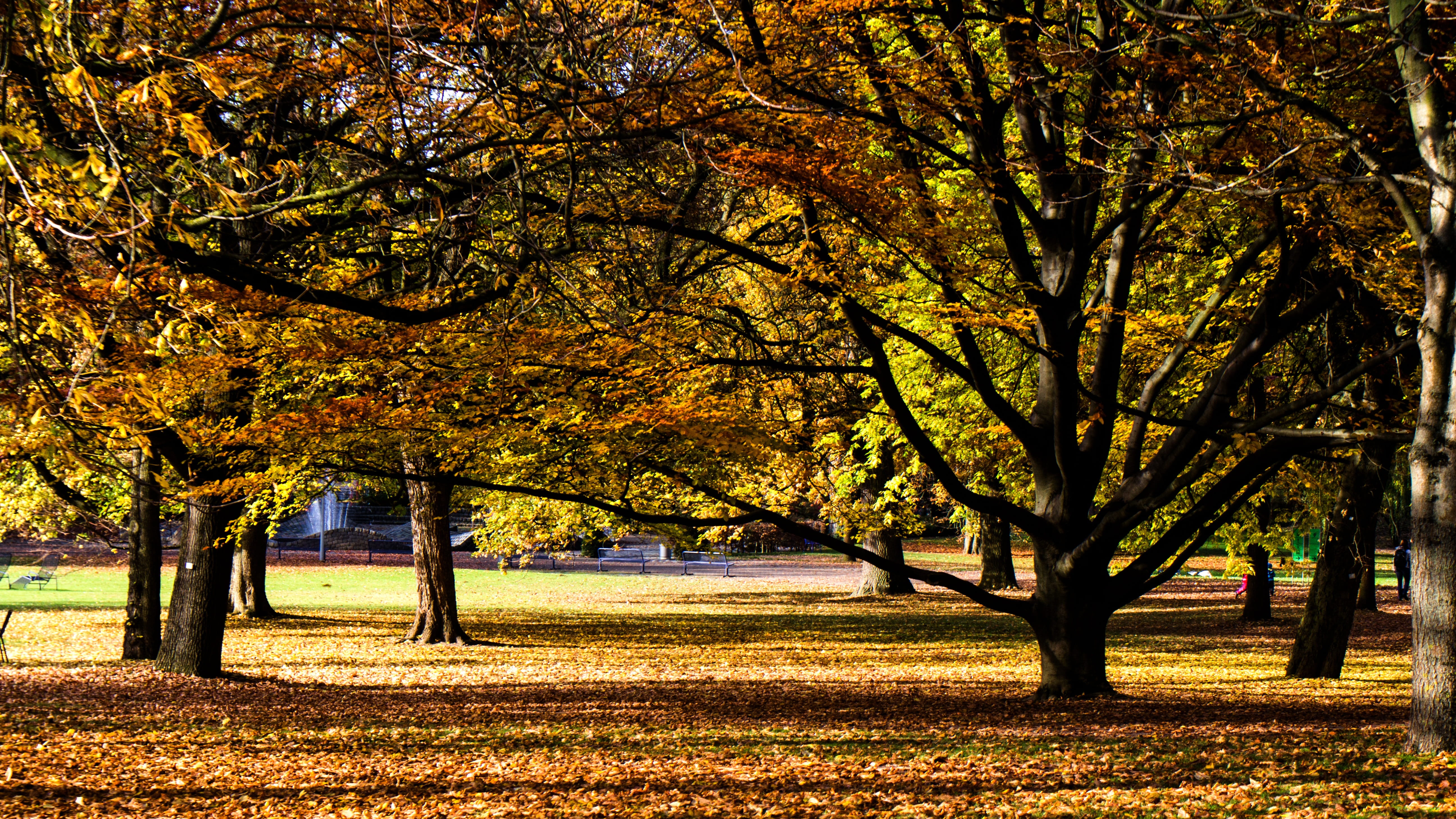 growth, leaves, 5K, fall color, change, treelined, Forest, landscape, yellow, emerge, leaf, tree, outdoors, colorful leaves, orange Color, color Image, HD Wallpaper