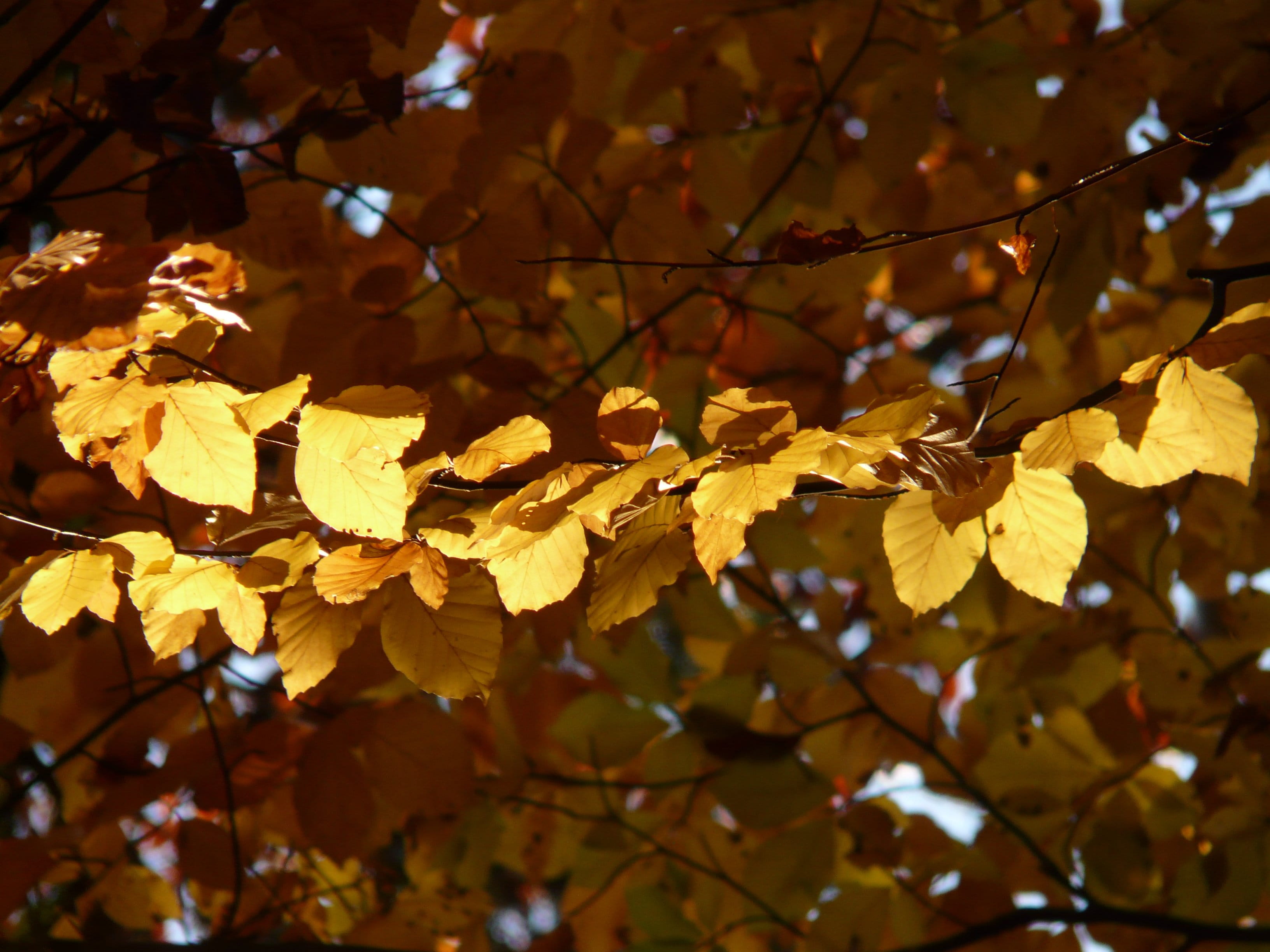 october, focus on foreground, fall foliage, full frame, golden october, branch, color, golden, environment, change, Fagus Sylvatica, day, color Image, woodland, HD Wallpaper