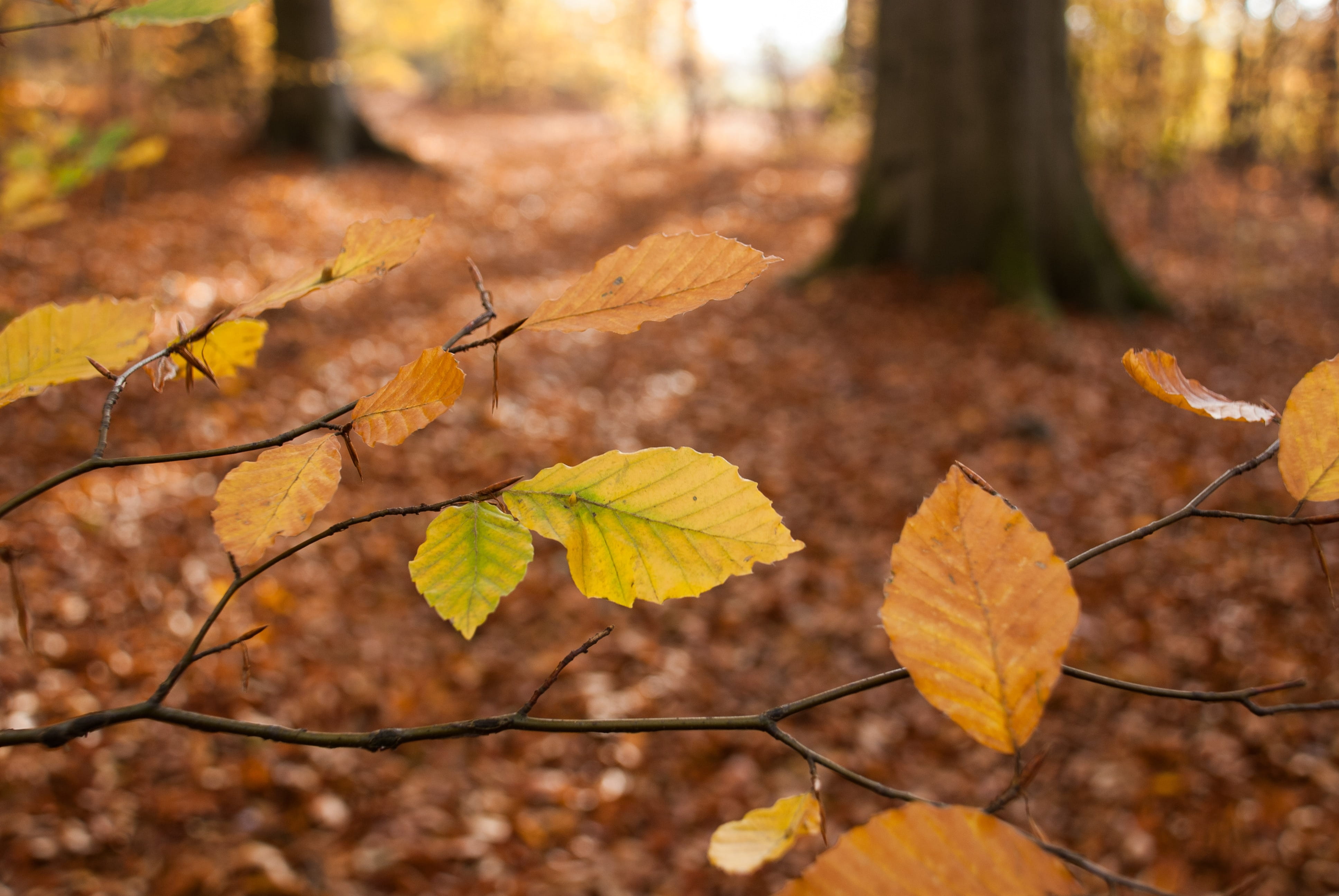 close-up, day, natural condition, season, autumn collection, maple leaf, 4K, forest, selective focus, Emerge, gold Colored, plant, color Image, Beech, HD Wallpaper