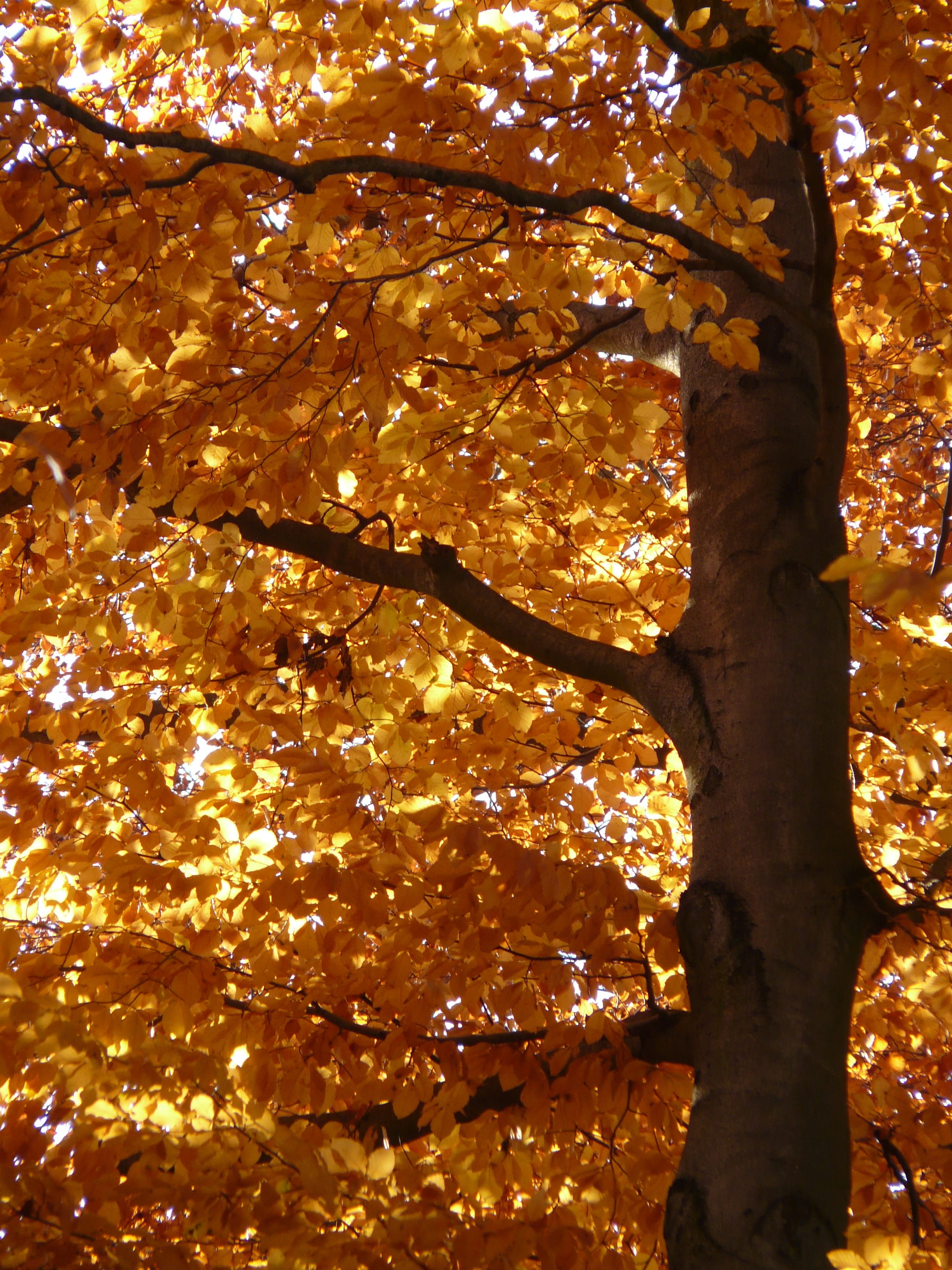 autumn, plant, yellow, tree trunk, branch, Fagus Sylvatica, tree, full frame, tranquility, color, beauty In Nature, golden october, nature, golden autumn, Phone HD Wallpaper