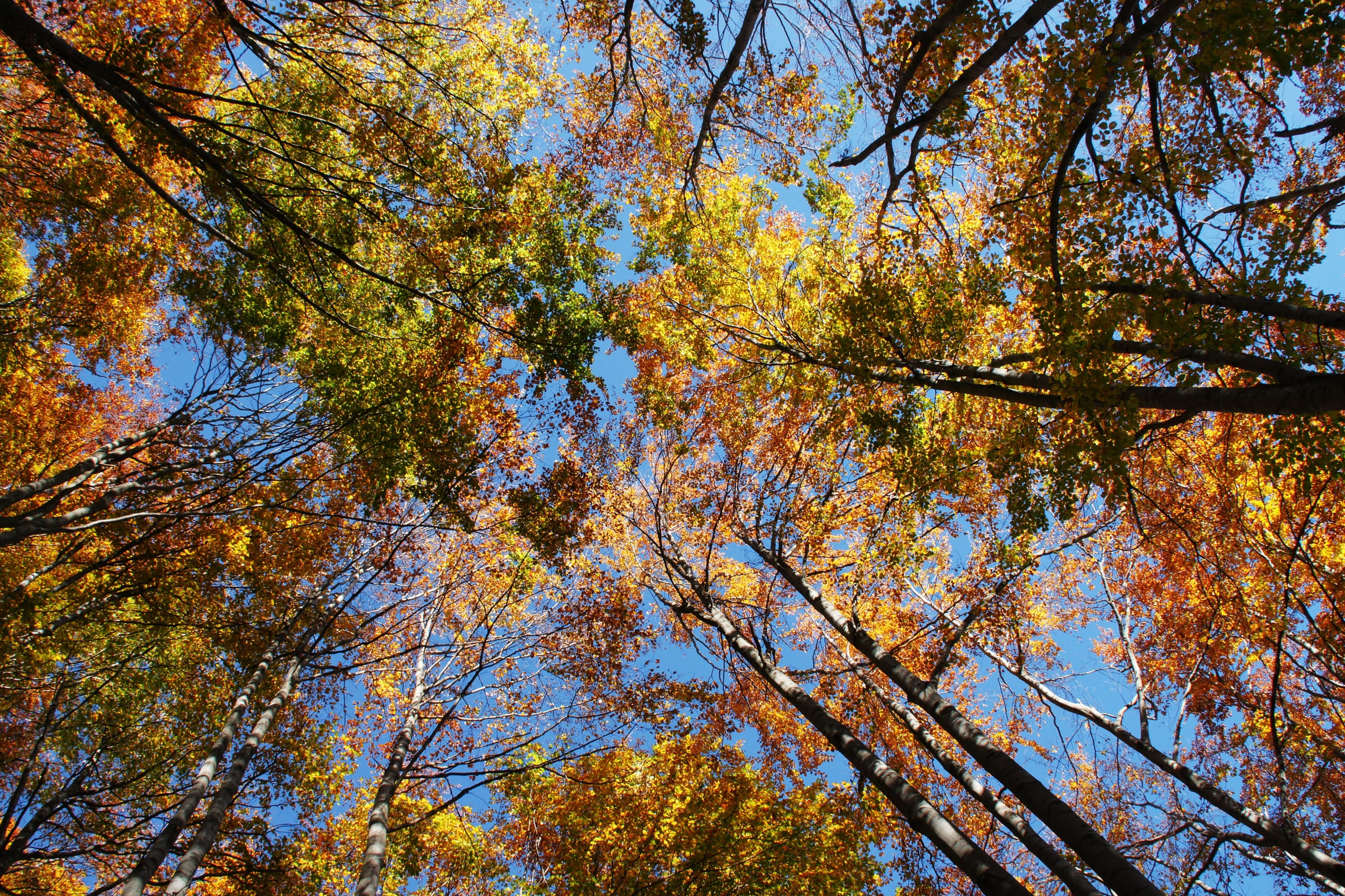 lush Foliage, orange Color, maple Tree, green, 2K, branch, autumn, leaves, day, scenics - nature, ecology, plant part, change, Forest, no People, low angle view, HD Wallpaper