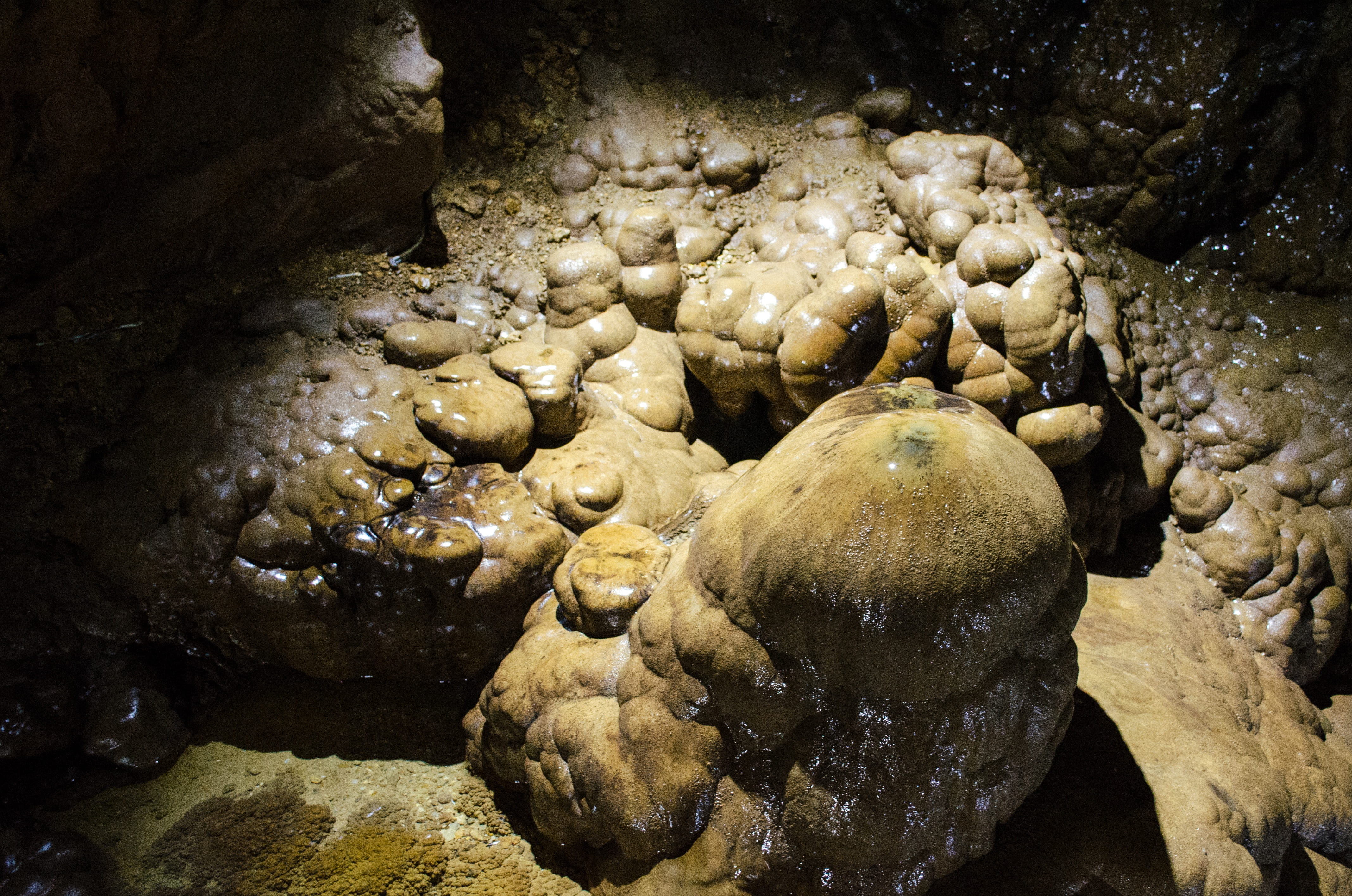 animals in the wild, franconian switzerland, water, shadow, stalactite cave, animal, solid, marine, brown, close-up, animal themes, animal wildlife, sea life, HD Wallpaper
