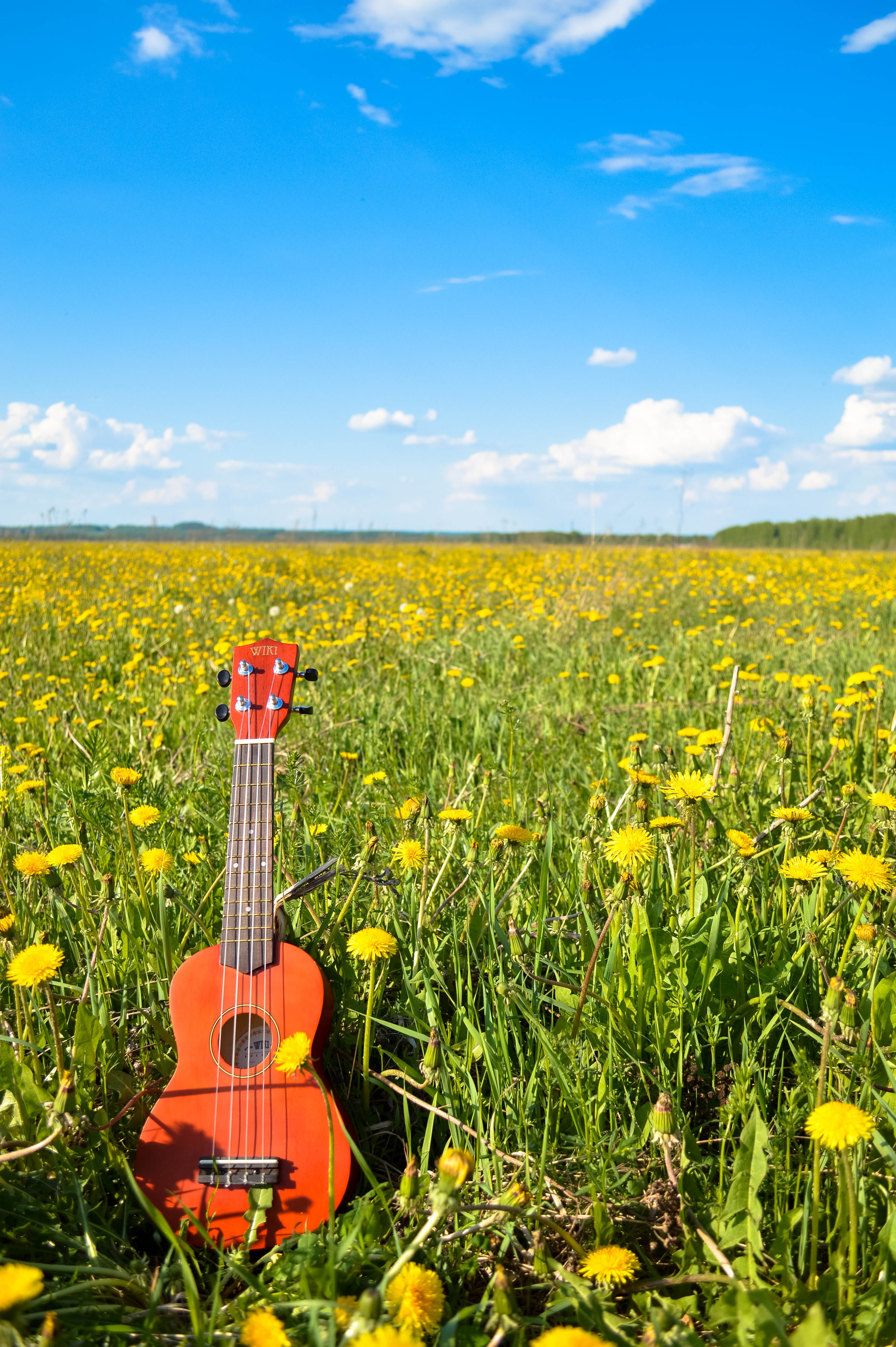 petaled, brown, landscape, grass, blue, nature, plant, no people, arts culture and entertainment, flowering plant, ukulele, land, string instrument, growth, Phone HD Wallpaper