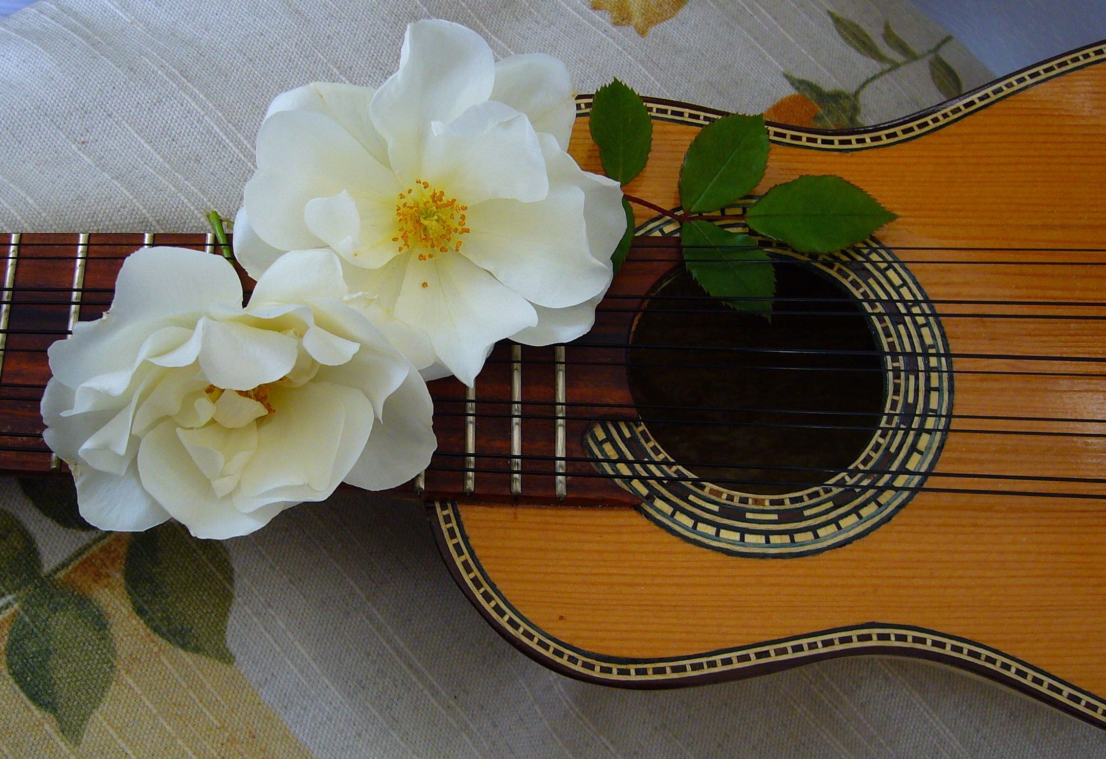 plant, entertainment, play, joy, stringed instrument, flower, sing, equipment, wood - material, musician, media, ukulele, classical, flower arrangement, HD Wallpaper