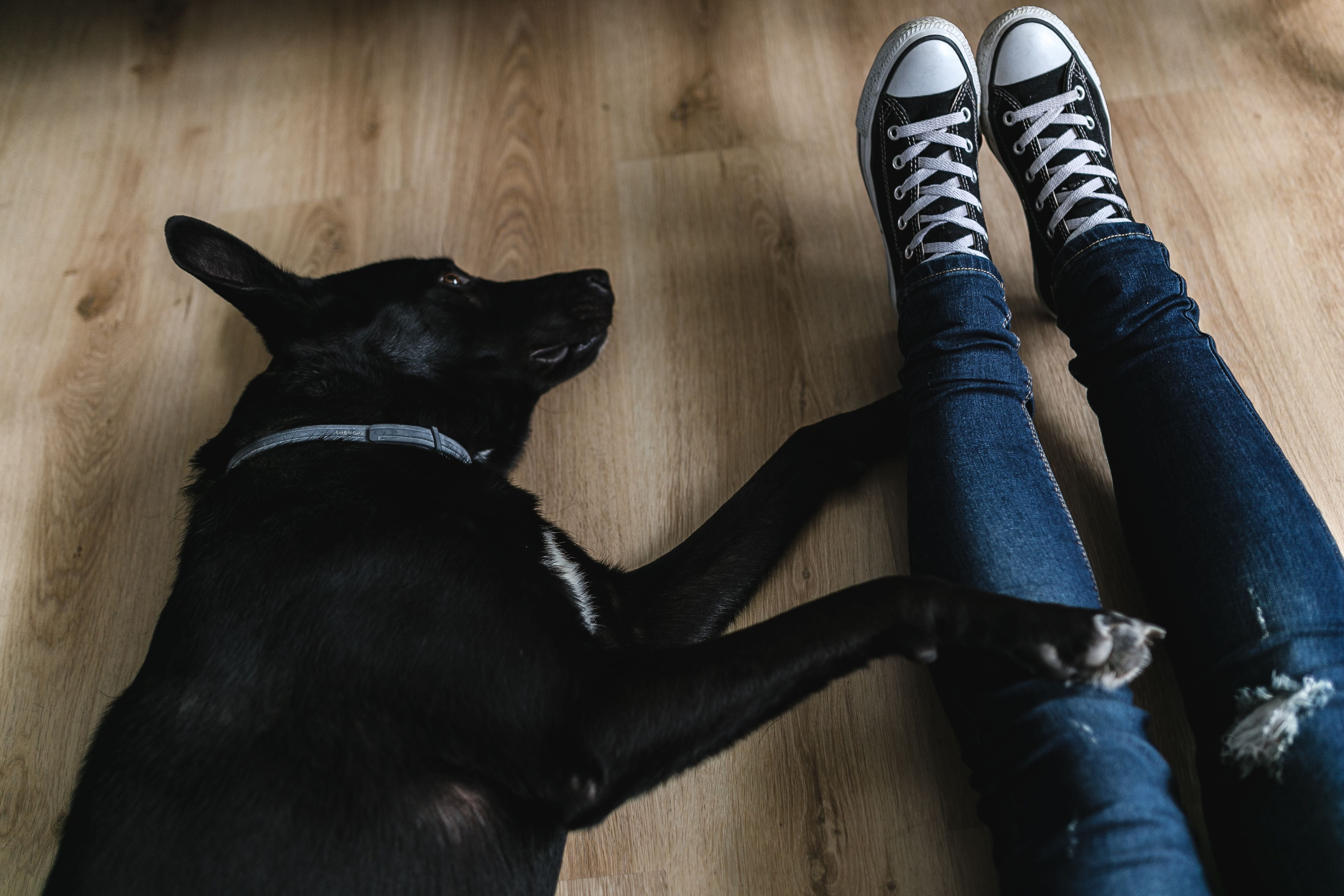 mammal, dog, close-up, human foot, human body part, vertebrate, black Color, animal themes, low section, 4K, domestic, black, jeans, one person, indoors, HD Wallpaper