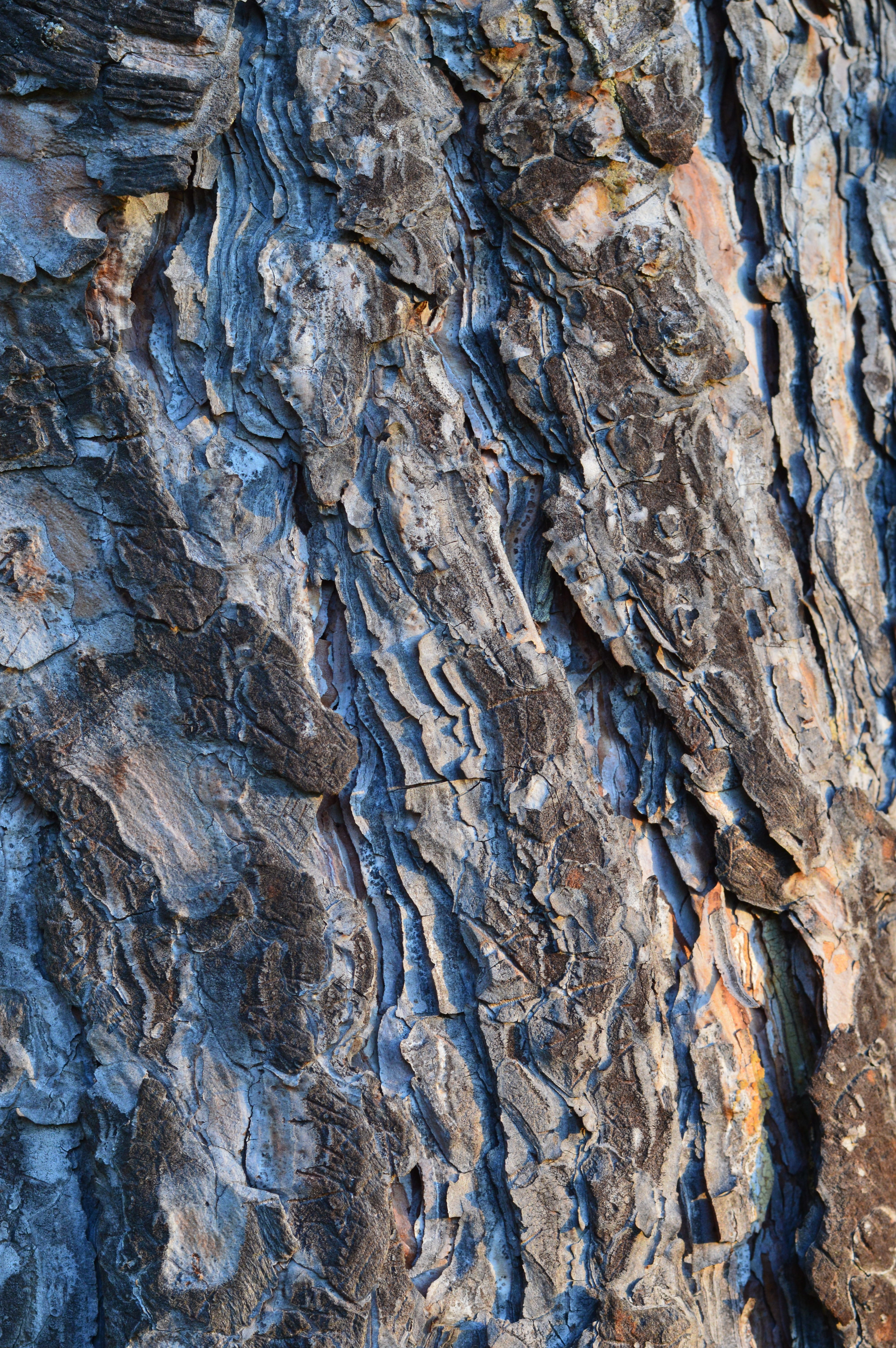 land, woody, cliff, macro, tree Trunk, trunk, nature, brown, perennials, 5K, pattern, plant bark, surfaces, patterns, plants, close up, natural, grey, Phone HD Wallpaper