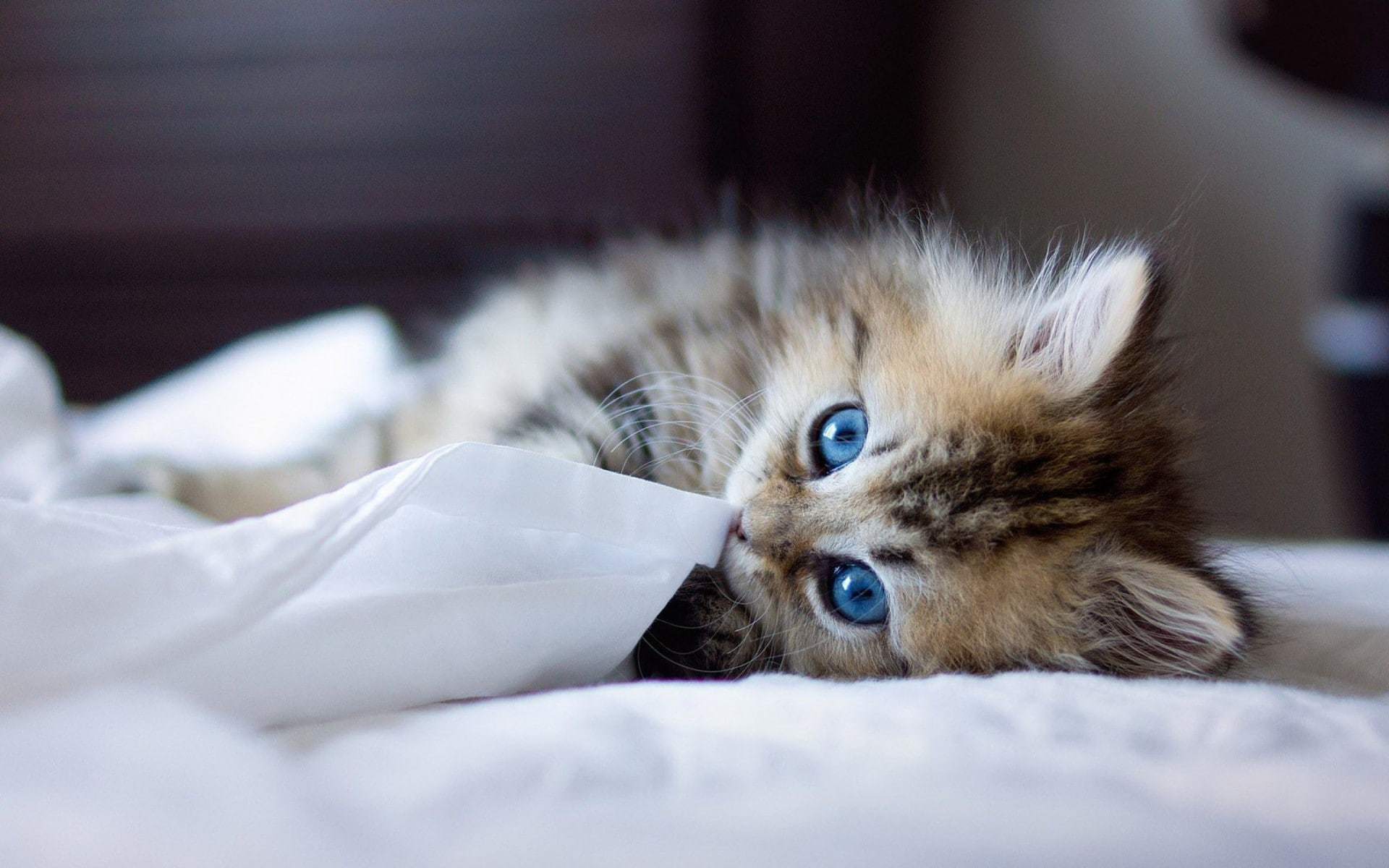 animal themes, domestic, domestic cat, whisker, lying down, kitten, feline, eye, mammal, animals, portrait, furniture, Ben Torode, bedroom, cat, bed, animal, HD Wallpaper