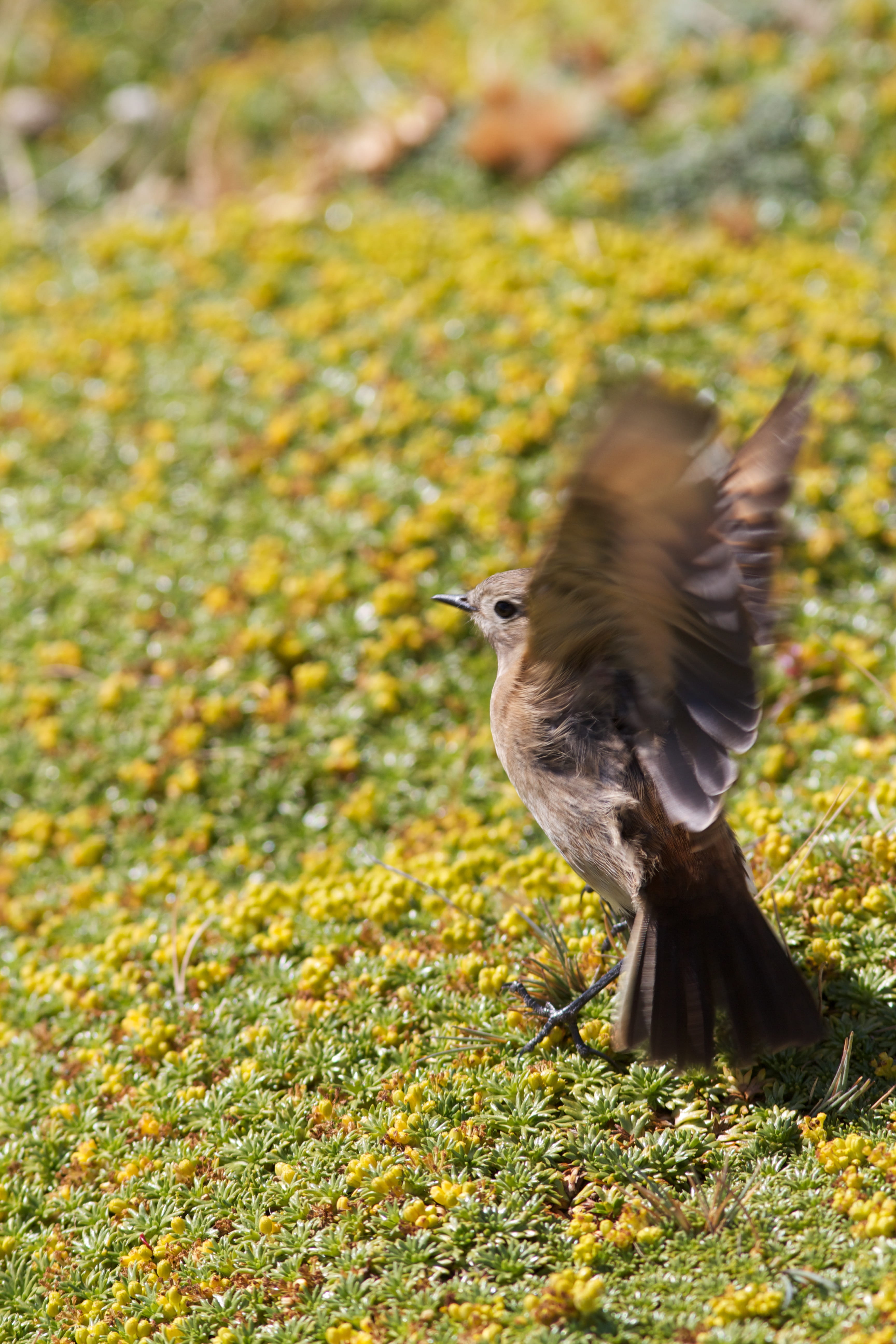 motion, nature, 5K, animal, flying, growth, yellow, plant, animals in the wild, animal themes, flight, chile, punta arenas, wings, bird, day, no people, Phone HD Wallpaper