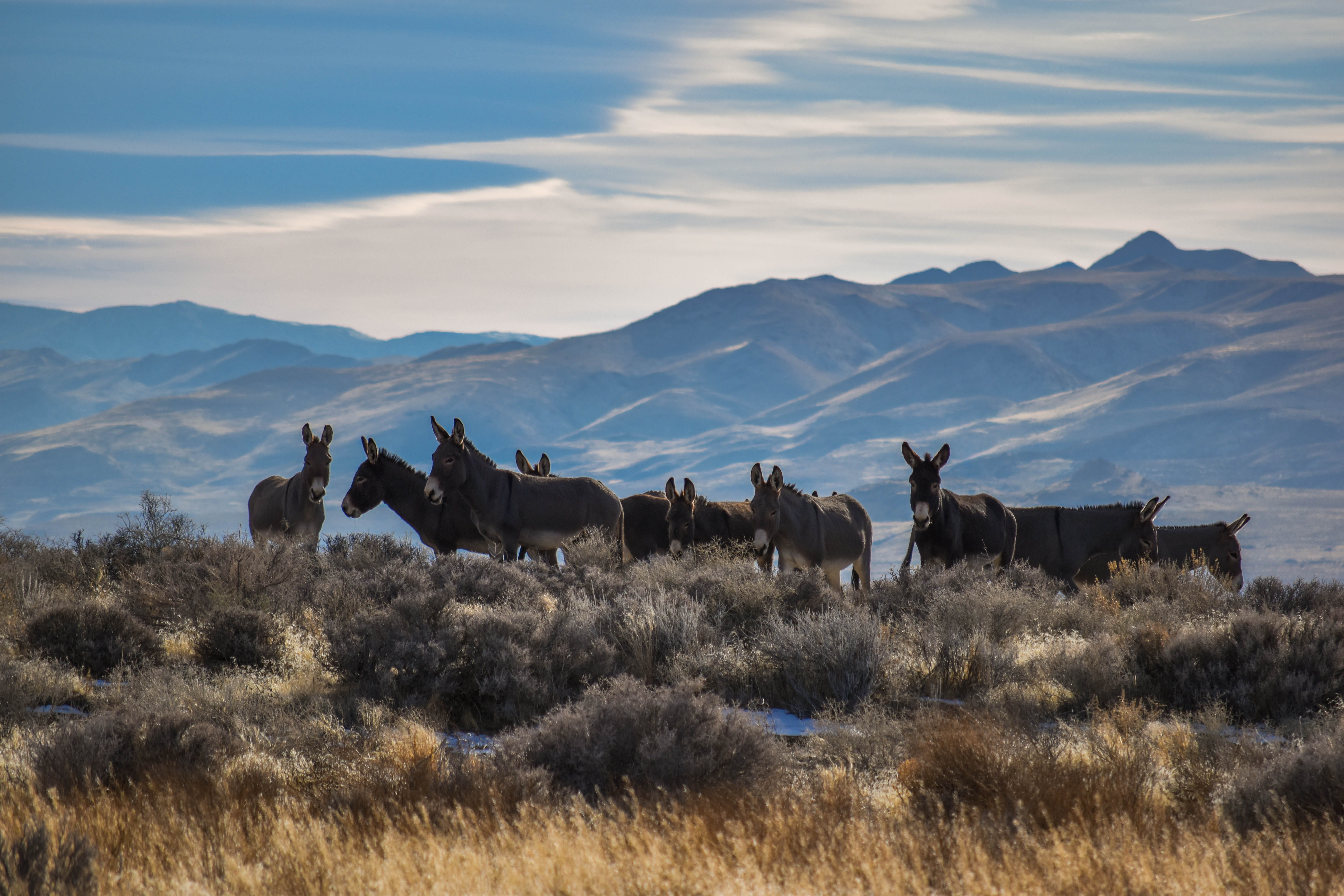 group of animals, livestock, pets, plant, 5K, outdoors, wild donkeys, environment, vertebrate, mountain, scenics - nature, nikon, nature, domestic animals, HD Wallpaper