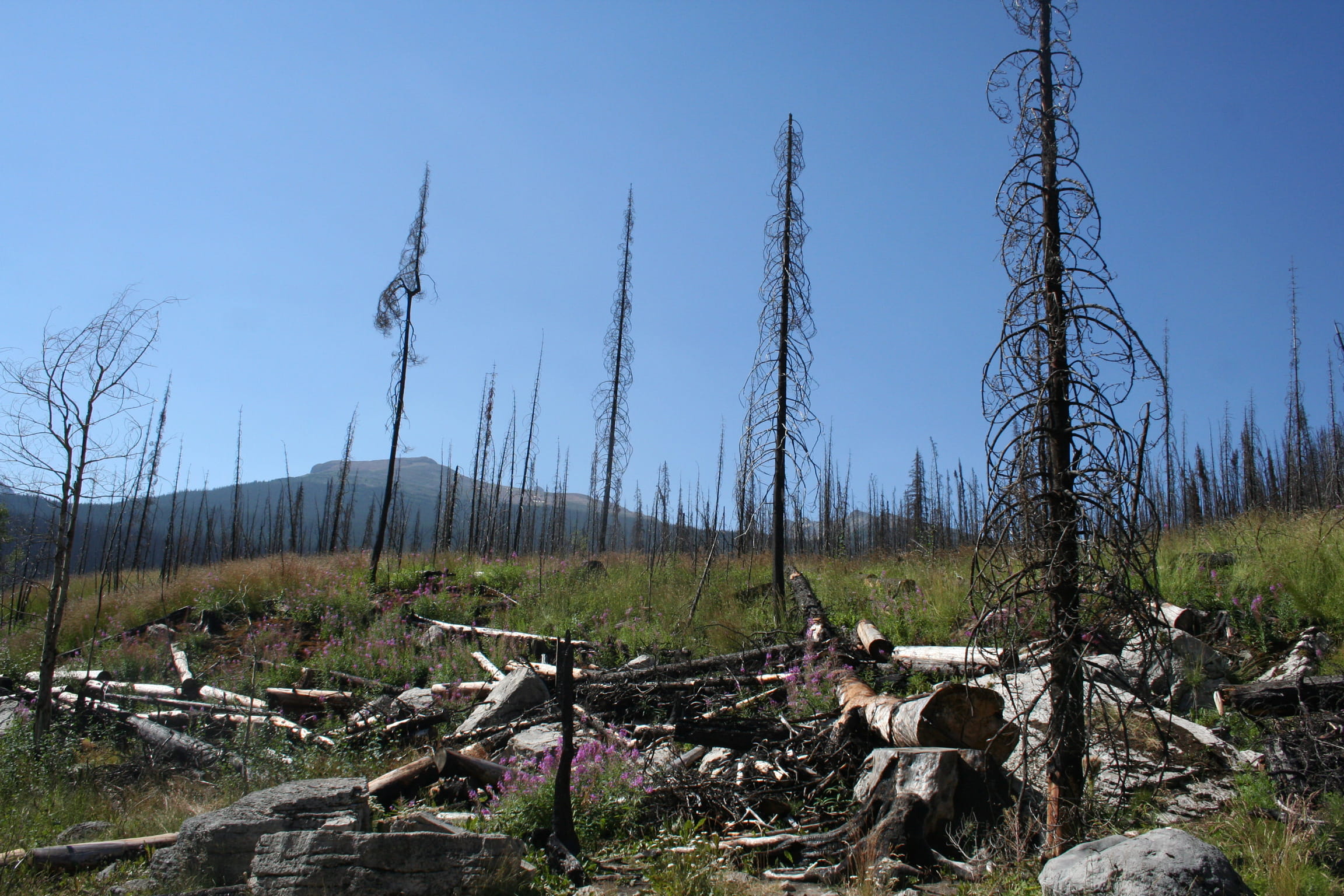 wildfire, land, landscape, no people, trunk, sky, pyramid lake, scenics - nature, dead plant, non-urban scene, explore, wood - material, deforestation, HD Wallpaper