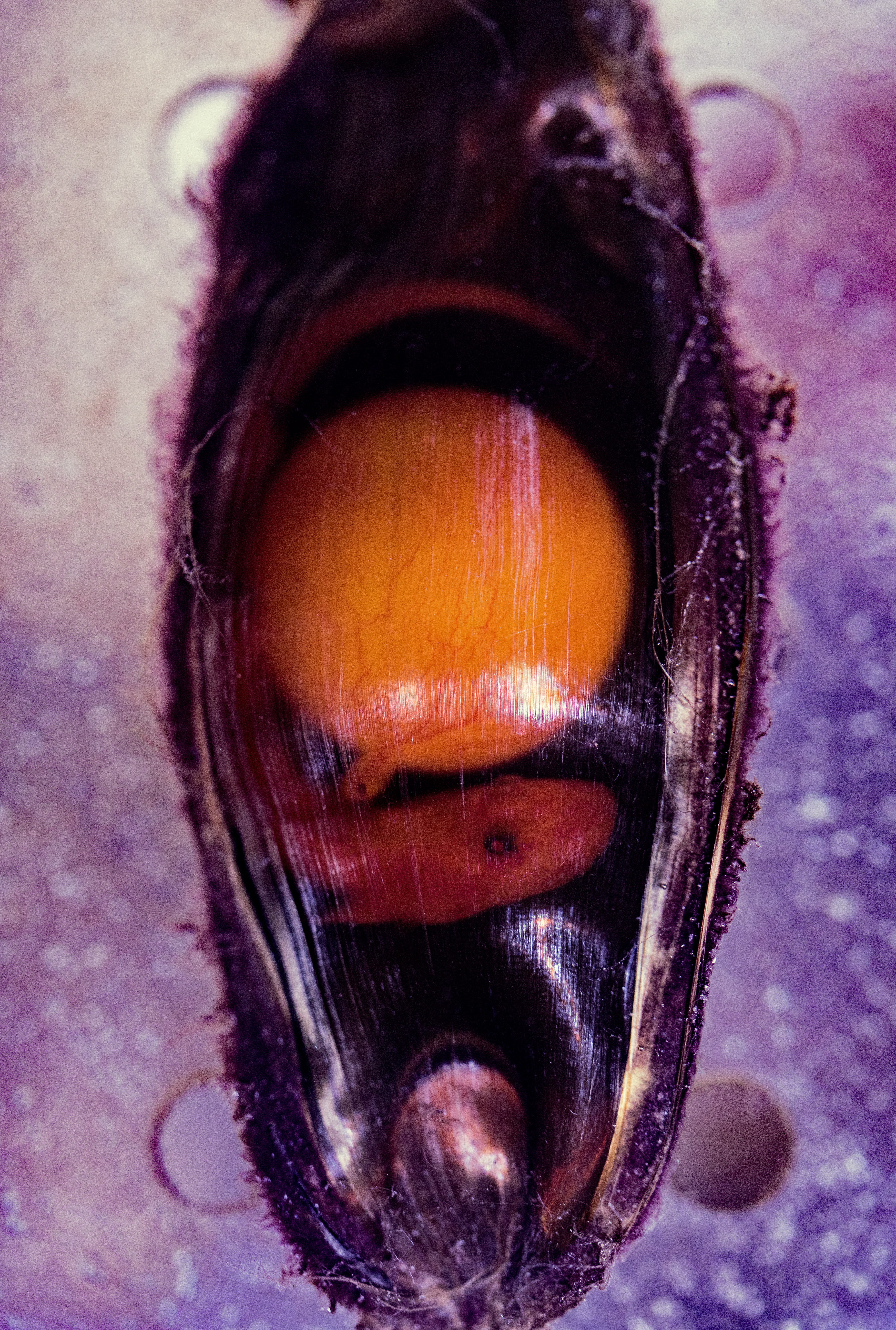 epaulette shark, underwater, shark egg, egg, no people, indoors, mouth open, shark egg case, shark, fish, animal mouth, food, australia, body part, eye, Phone HD Wallpaper
