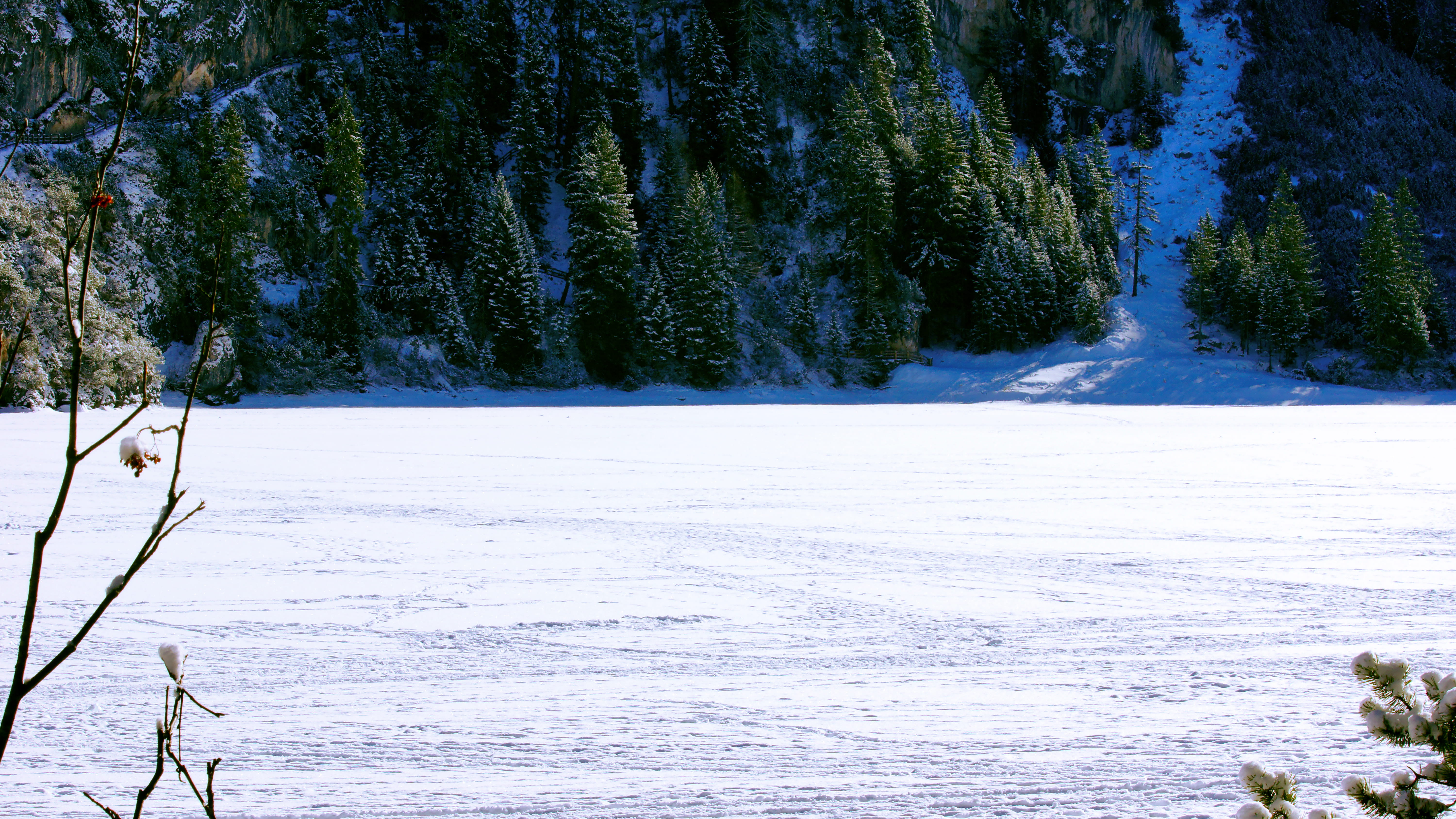 cold temperature, tranquil scene, beauty in nature, glacier, land, nature, animal, pine, tranquility, abies, road, frozen, day, no people, fir, conifer, HD Wallpaper