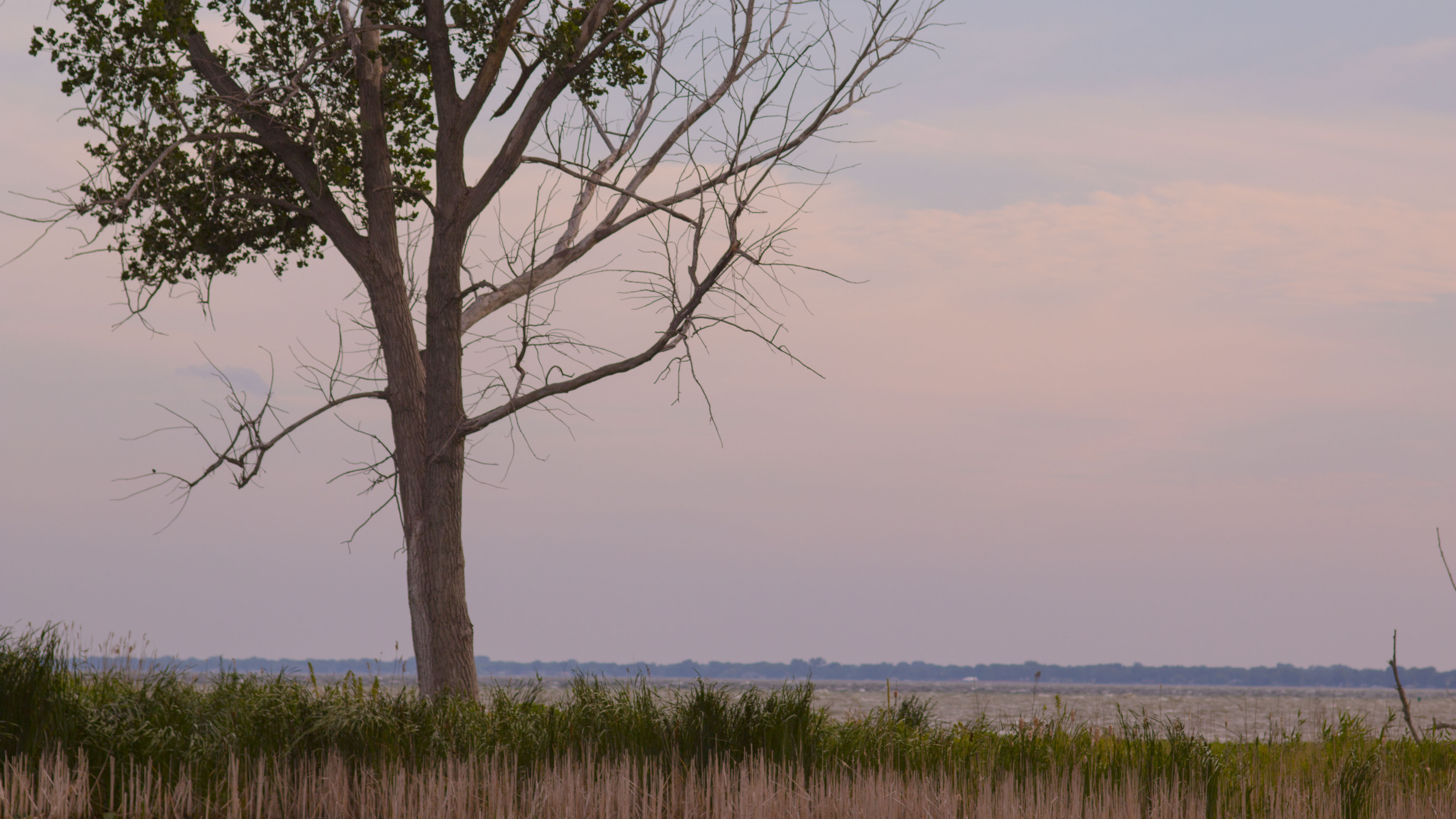 outdoors, no people, marsh, growth, scenics - nature, tranquility, 5K, environment, sky, land, grass, landscape, bare tree, nature, non-urban scene, field, HD Wallpaper