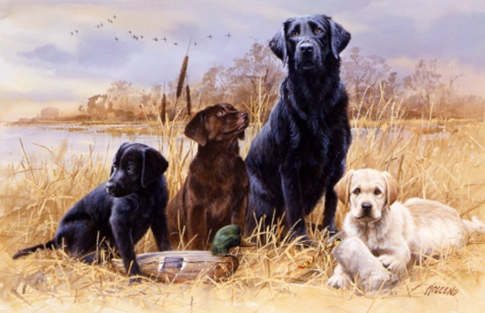 sitting, fall, hd, 480P, animals, marsh, art, hunting, duck, dogs, Obedient, HD Wallpaper