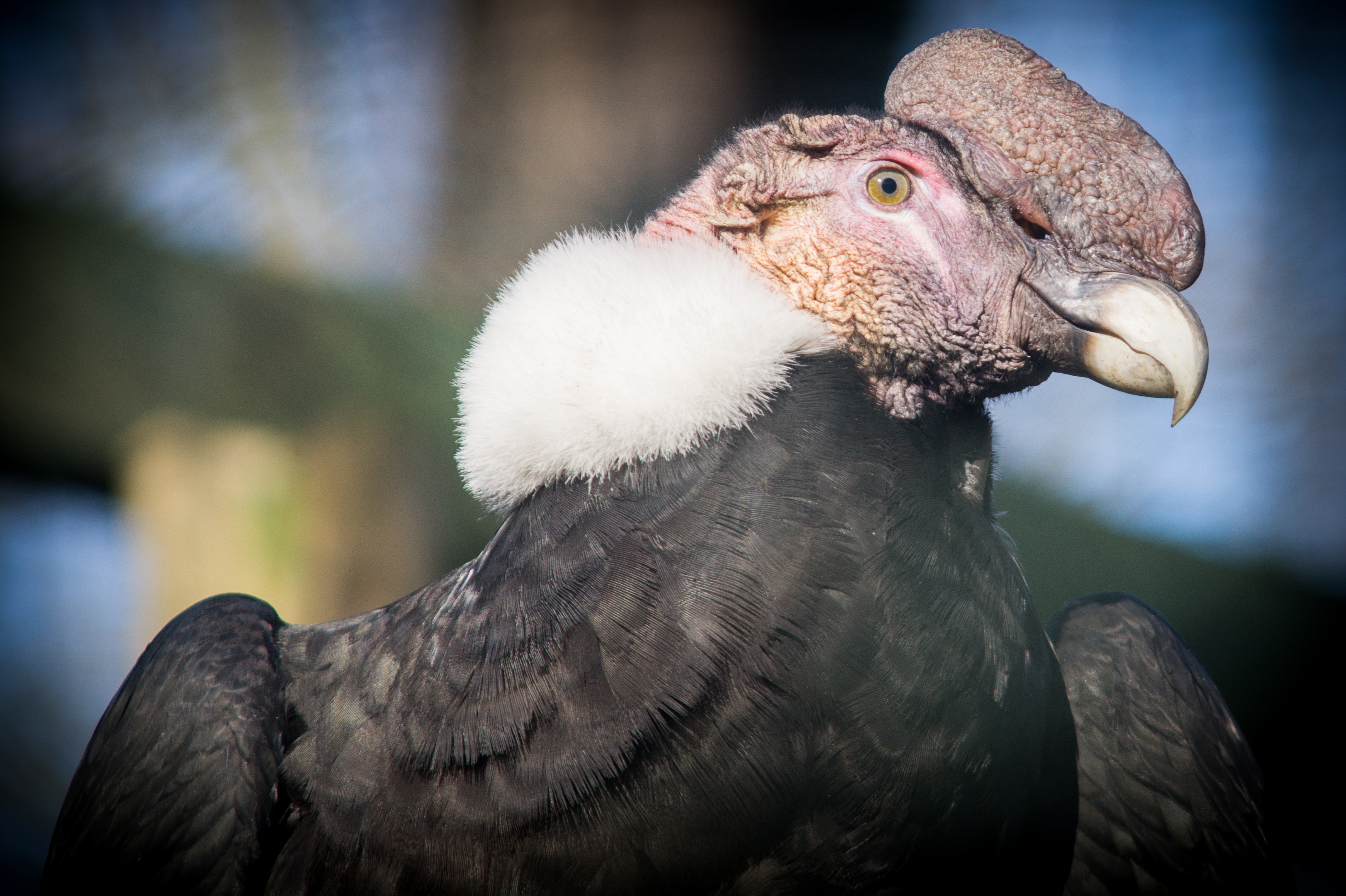 bird of prey, vertebrate, 2K, one animal, animal wildlife, looking away, outdoors, south america, bird, close-up, nature, scavengers, eagle, raptor, no people, HD Wallpaper
