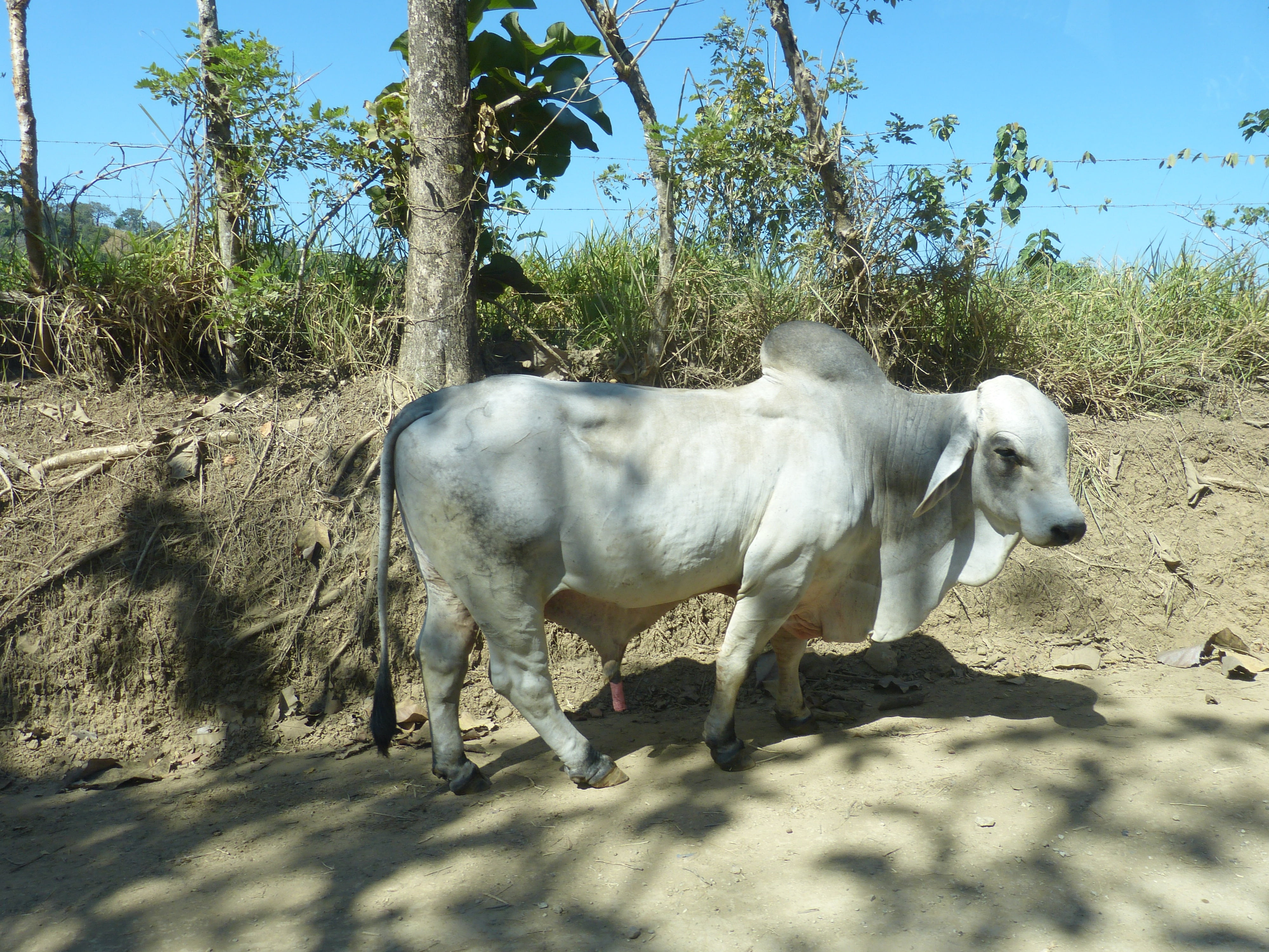 plant, vertebrate, animal themes, ruminant, beef, costa rica, ox, nature, animal, one animal, zebu, animal wildlife, 4K, livestock, domestic, sunlight, HD Wallpaper