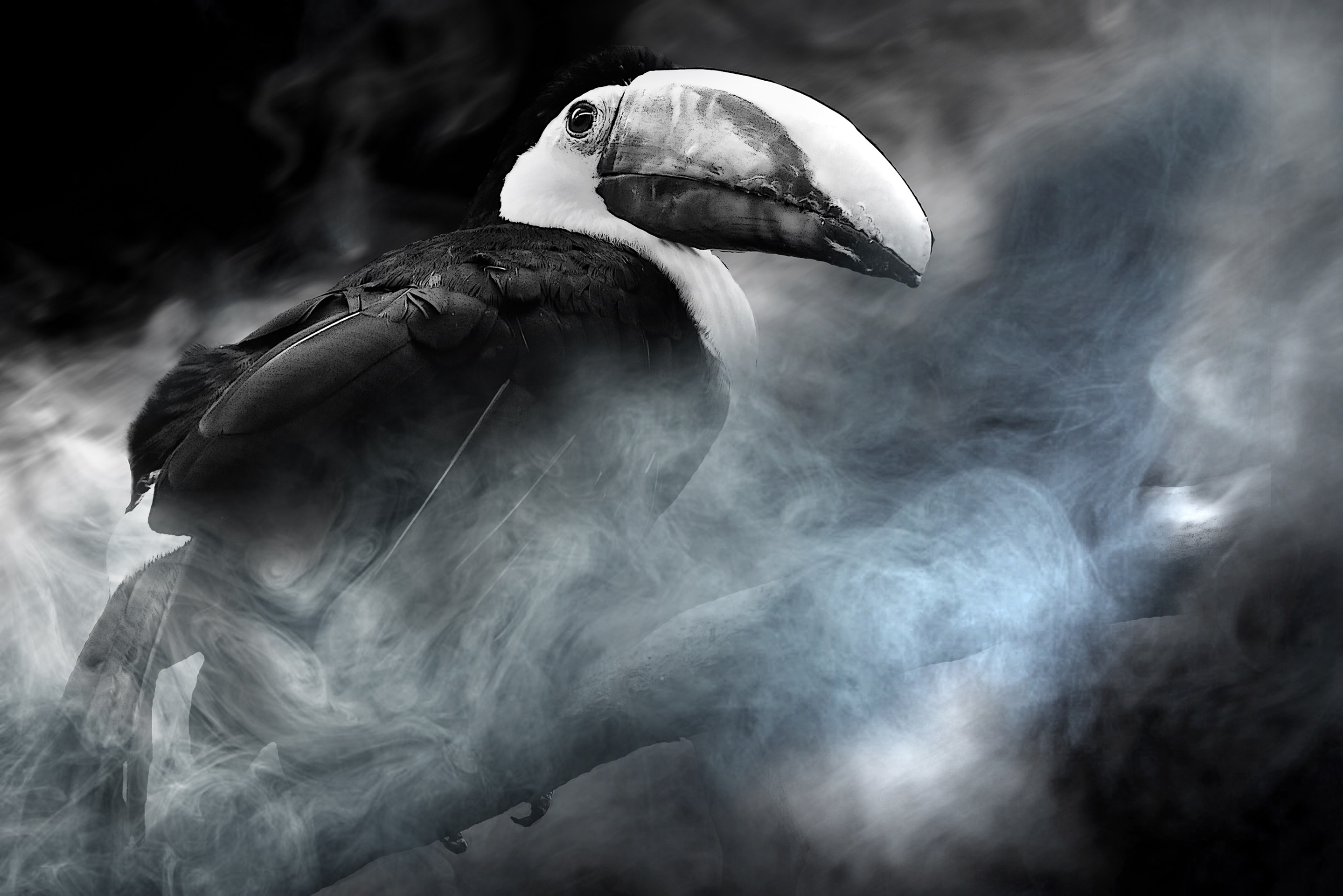 toucan, endangered animal species, nature, exot, beak, animal themes, 2K, color, central america, animals in the wild, motion, pelican, close-up, white color, HD Wallpaper