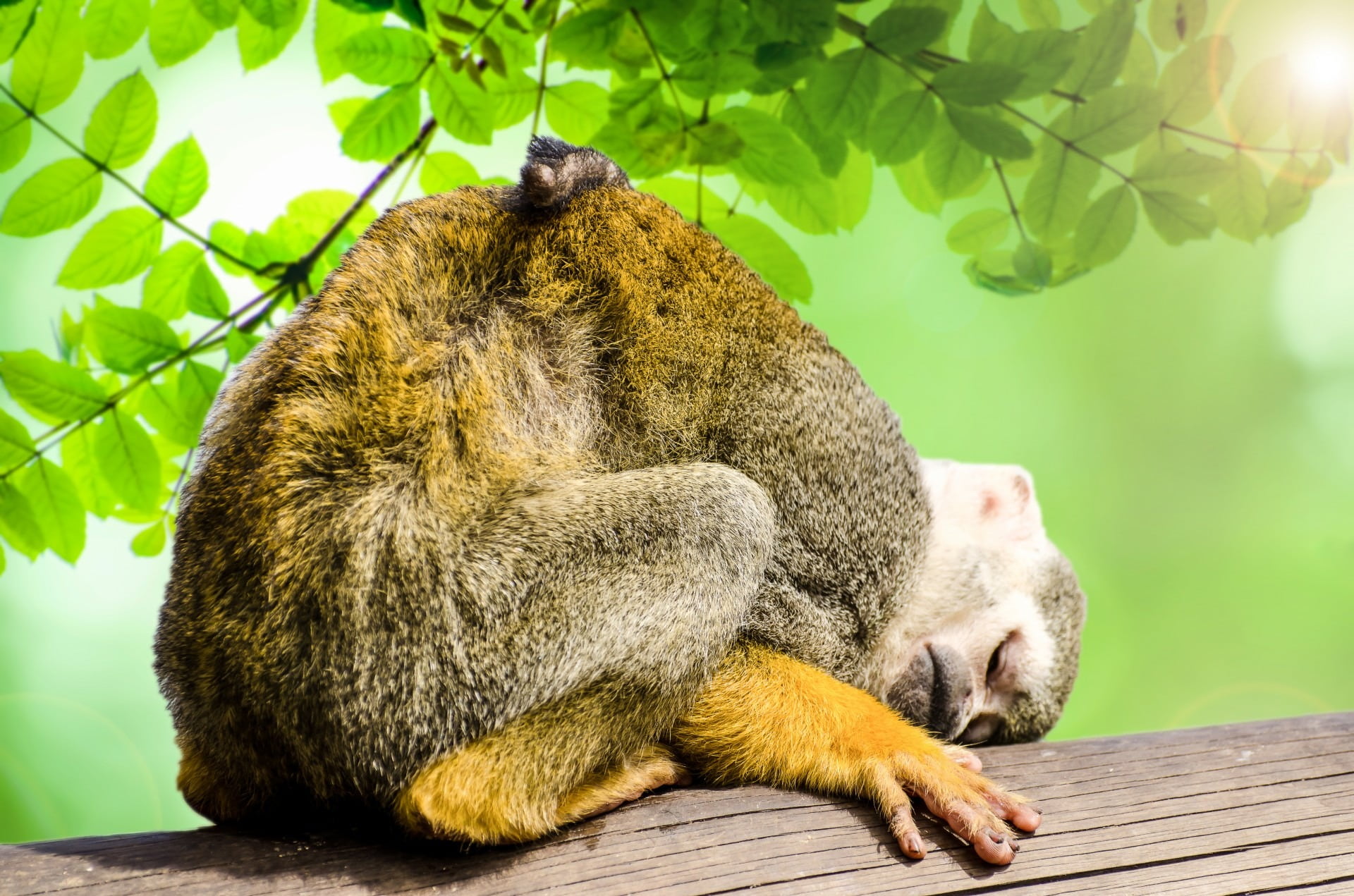 focus on foreground, america, natural, sleeping, outdoors, outside, day, muzzle, expression, one animal, new world, sitting, yellow, animal wildlife, monkey, HD Wallpaper