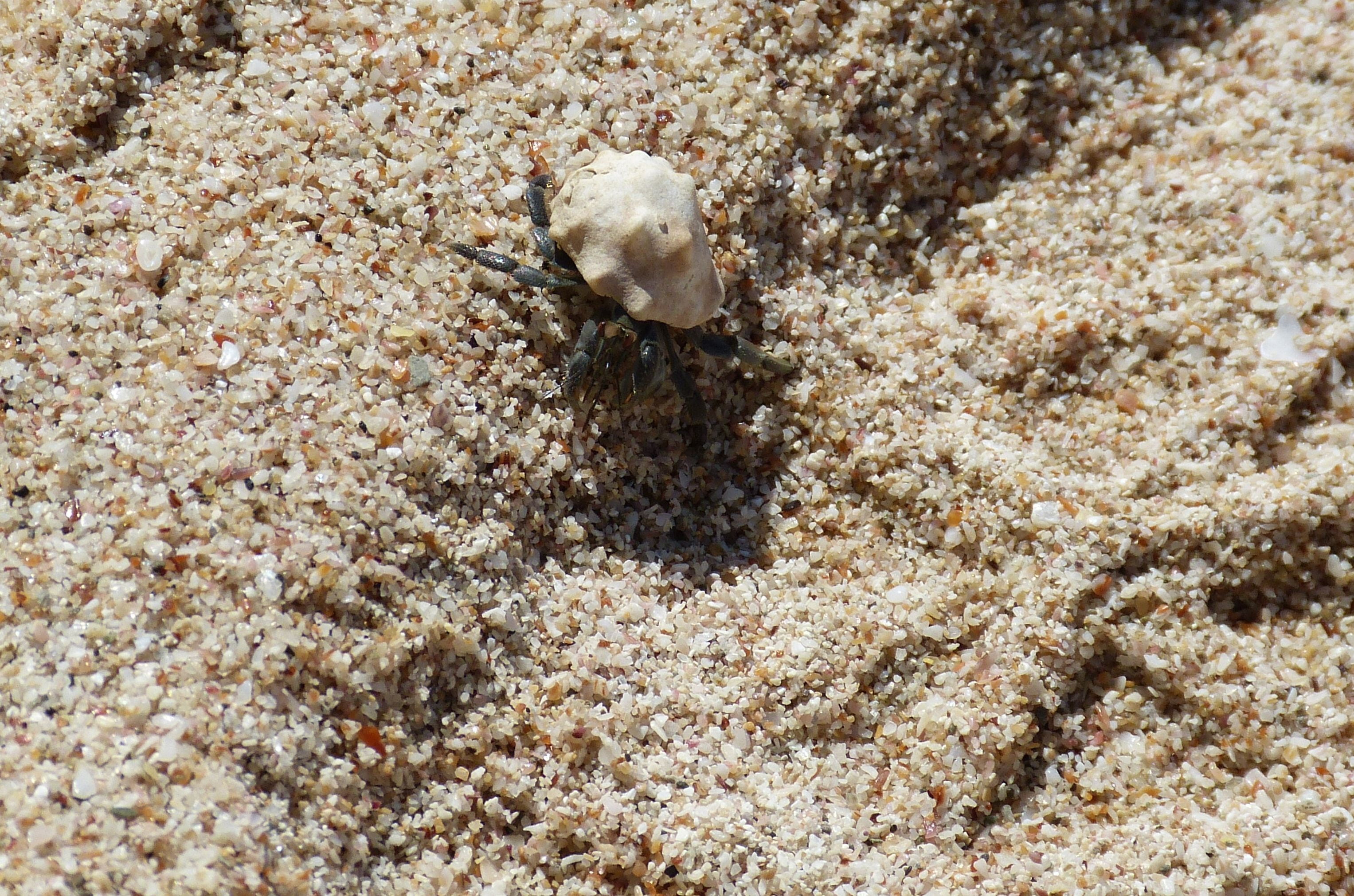 sand beach, coast, south america, nature, vertebrate, underwater, undersea, one animal, invertebrate, outdoors, water, animals in the wild, coral, sand, HD Wallpaper