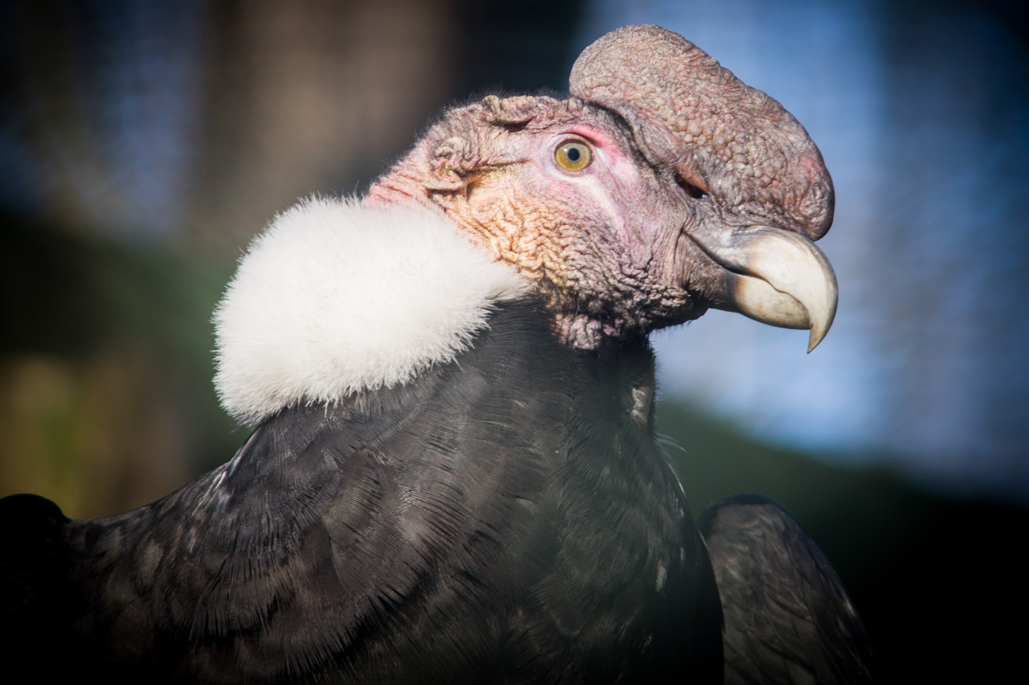 feather, vertebrate, focus on foreground, no people, nature, andean condor, animal wildlife, animals in the wild, south america, day, close-up, profile view, HD Wallpaper